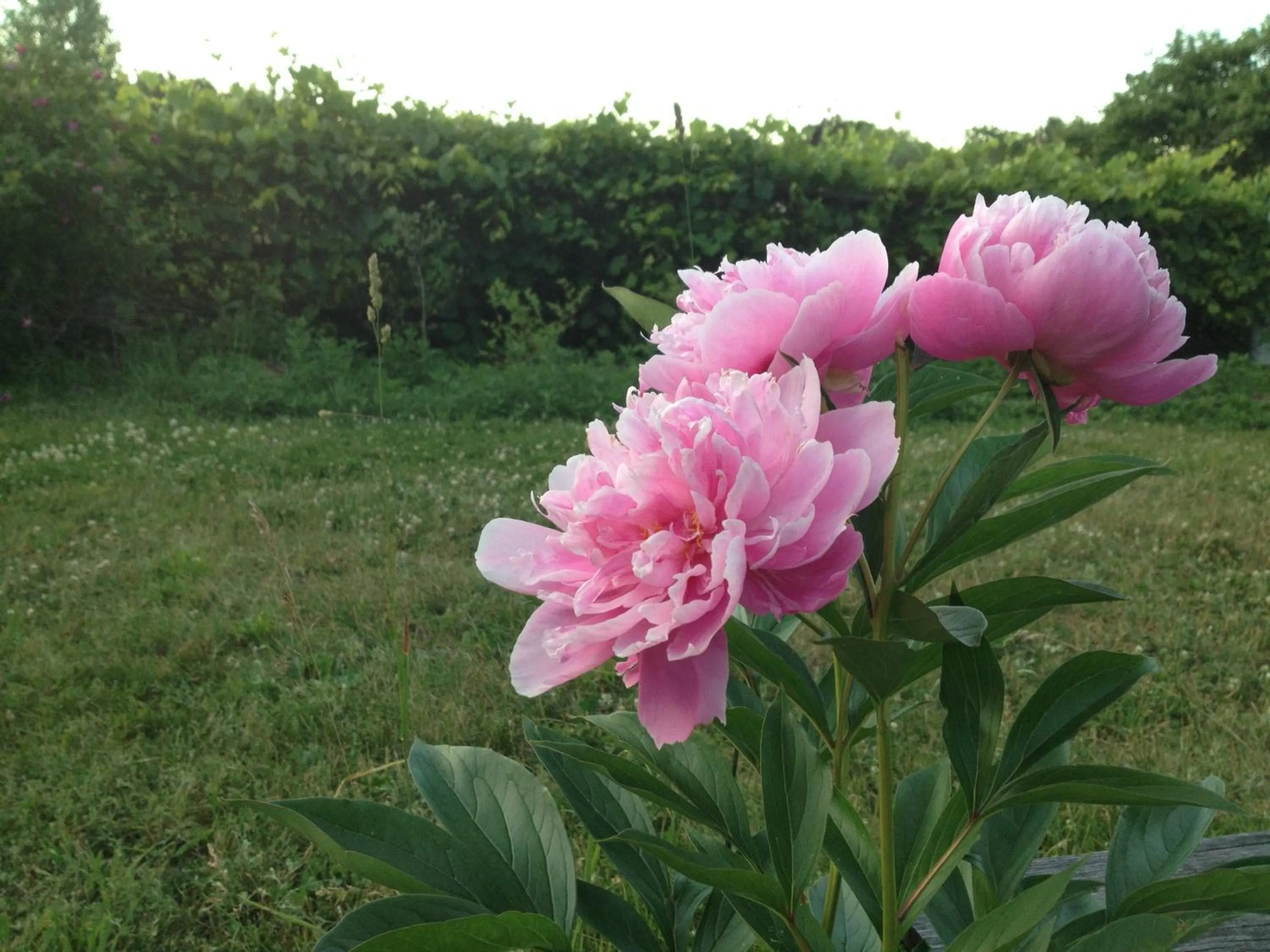 Garden view in Timber Post Bed & Breakfast