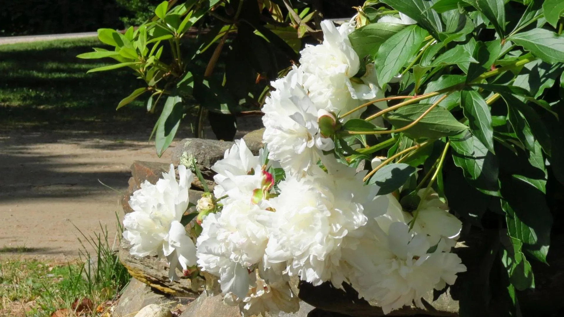 Garden in Timber Post Bed & Breakfast