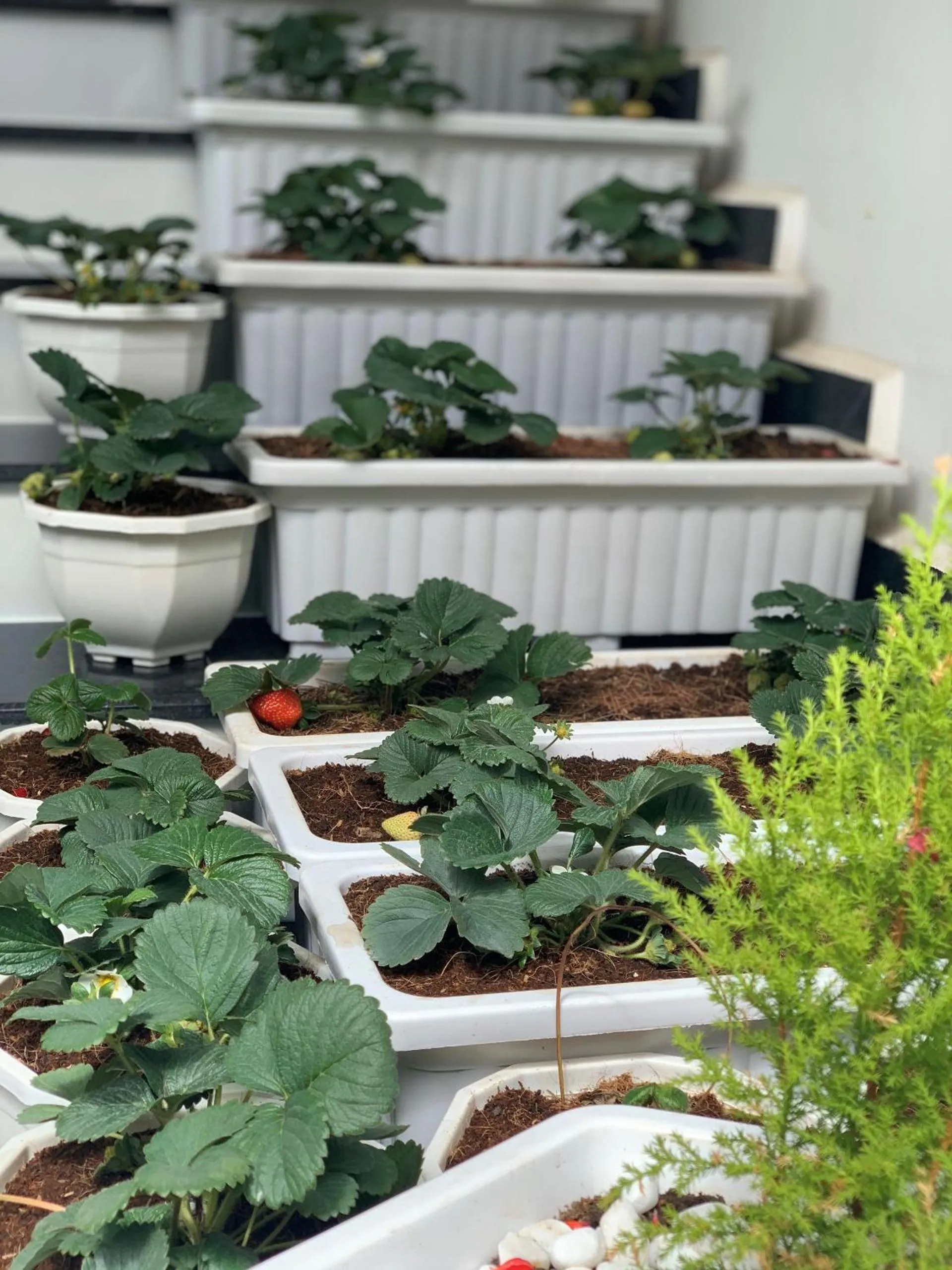 Garden in Dalat Eco Hotel