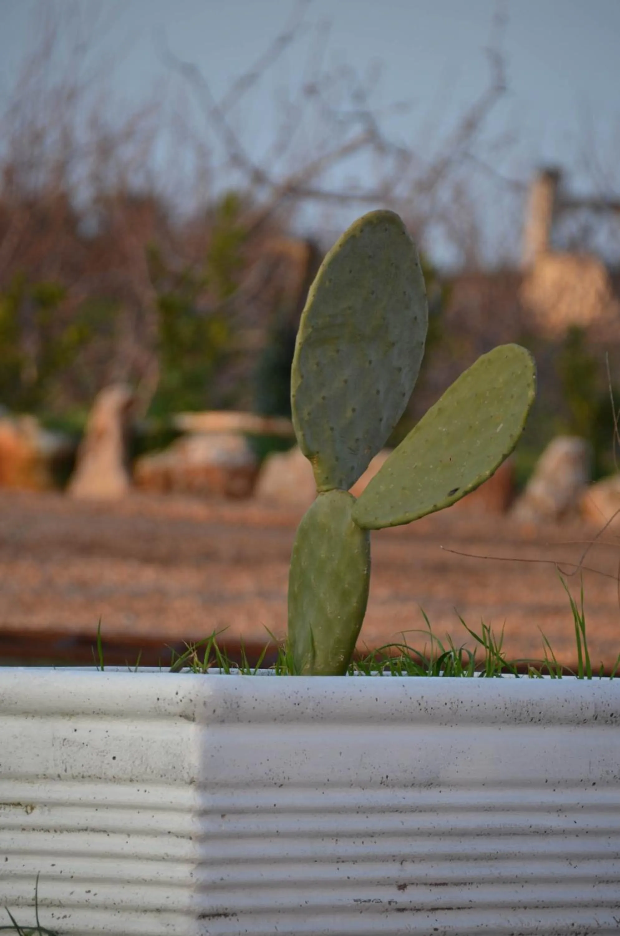 Decorative detail in Masseria Poli Country House