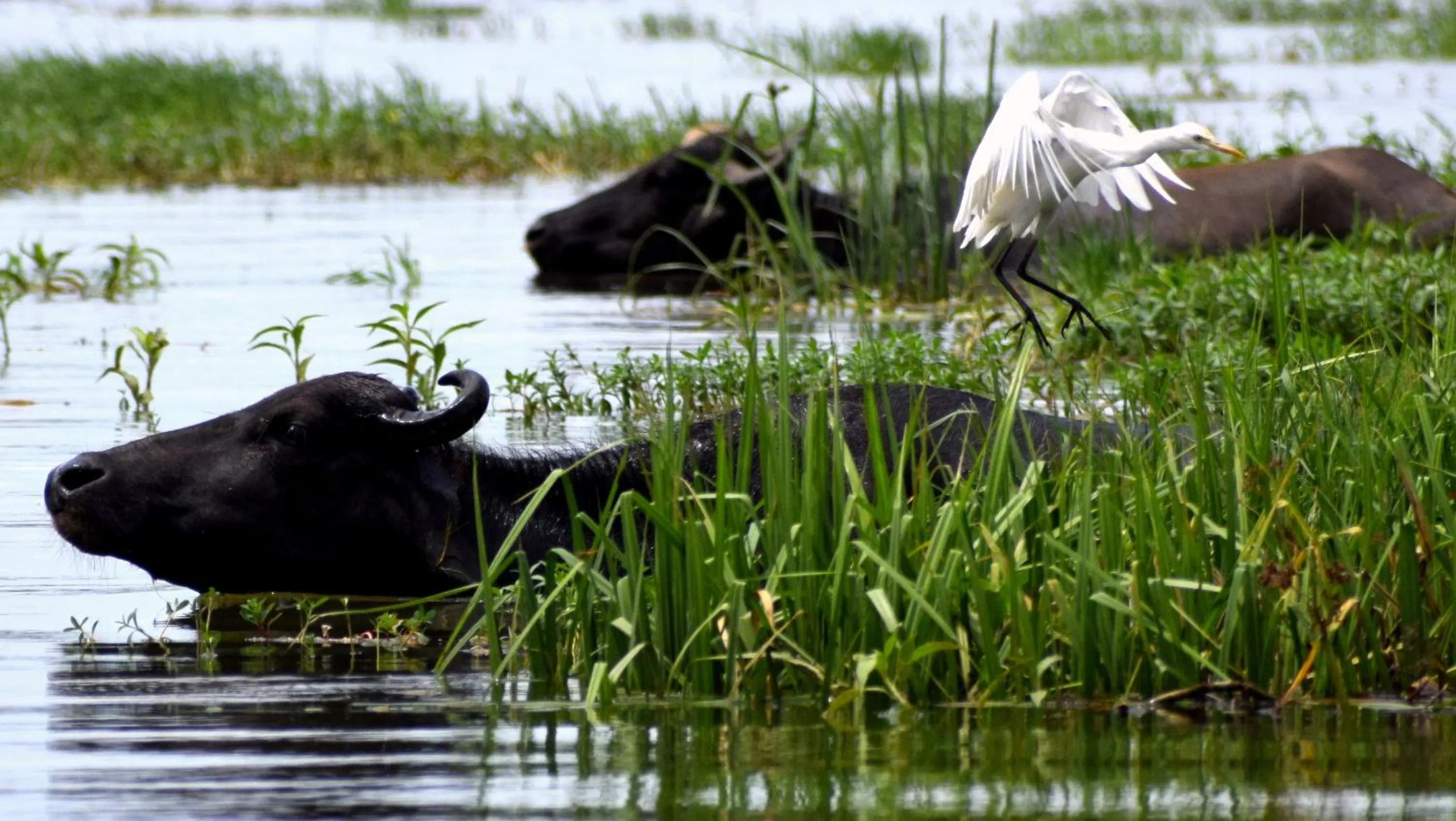 Activities in LakeSide Cabana Tissamaharama