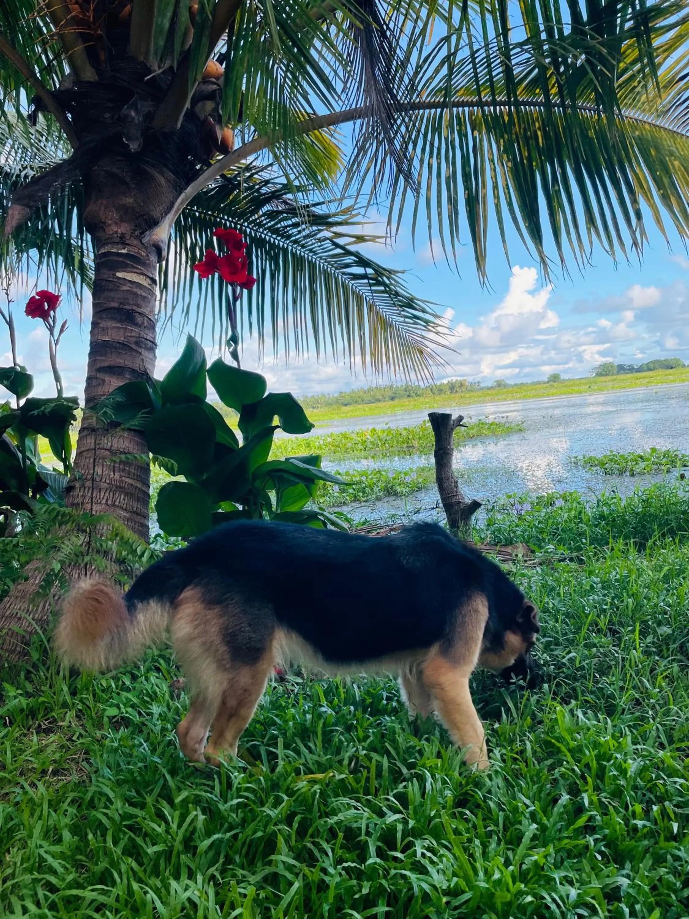 Garden in LakeSide Cabana Tissamaharama