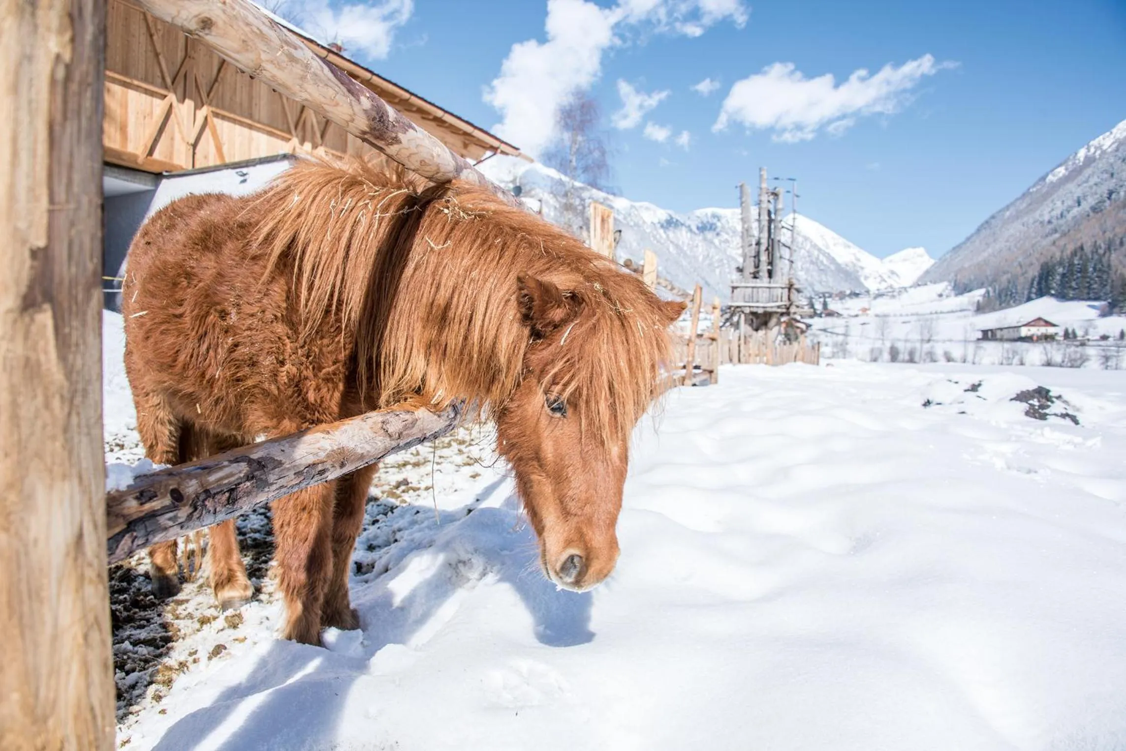 Animals in Valsegg Chalets Südtirol - luxury and private hideaway