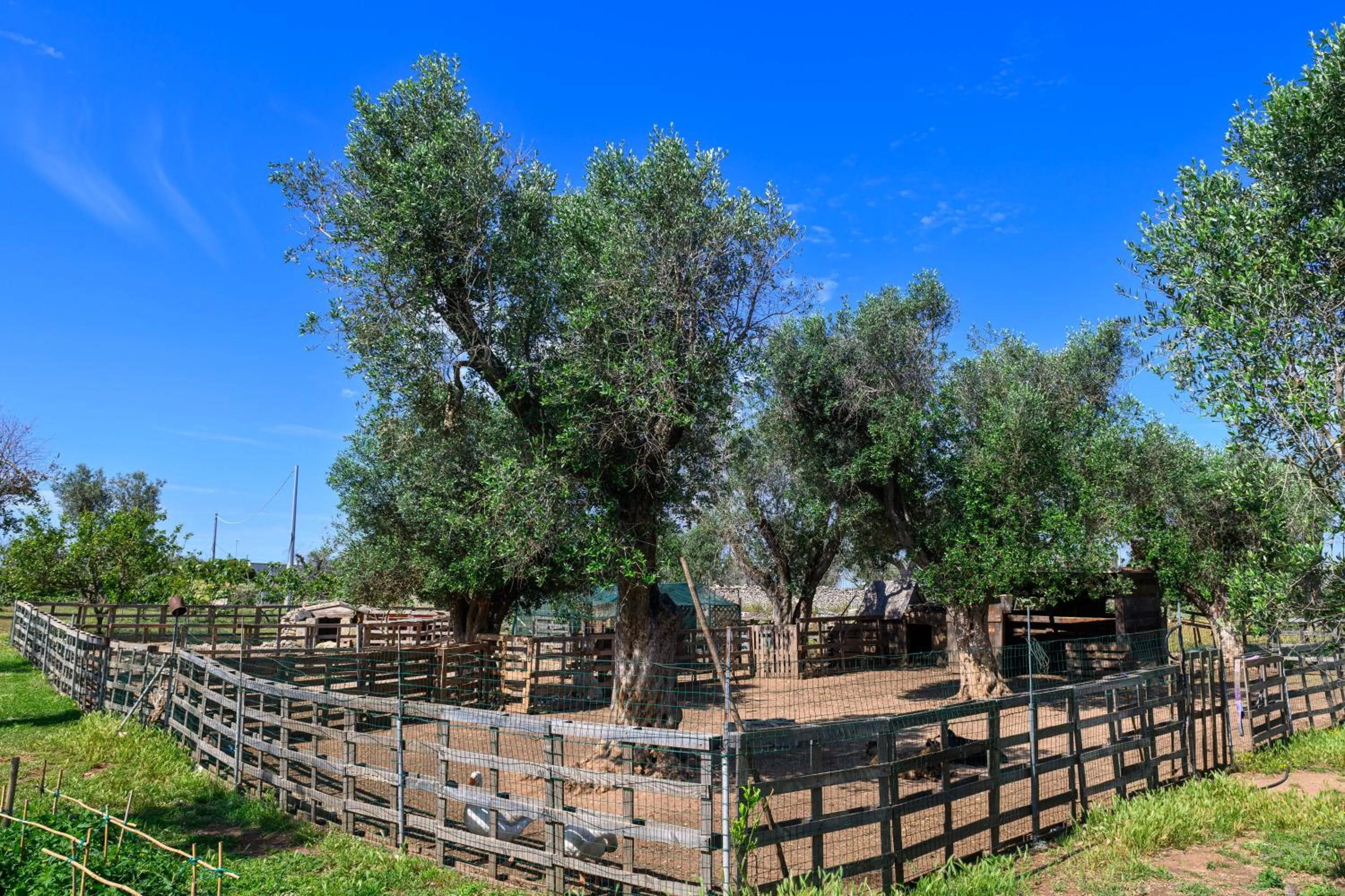 Natural landscape in Agriturismo Tenuta Calitre