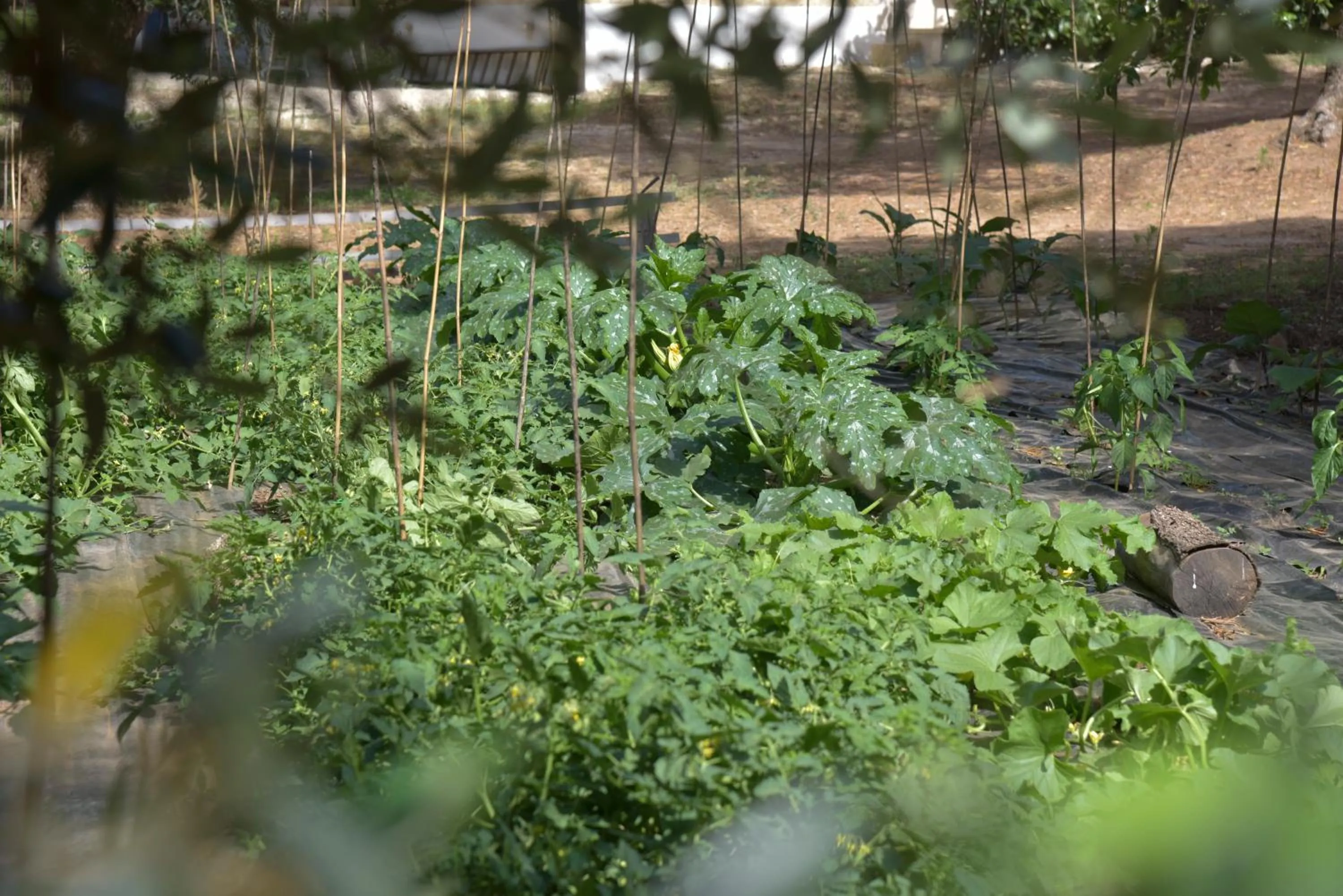 Garden in Agriturismo Tenuta Calitre