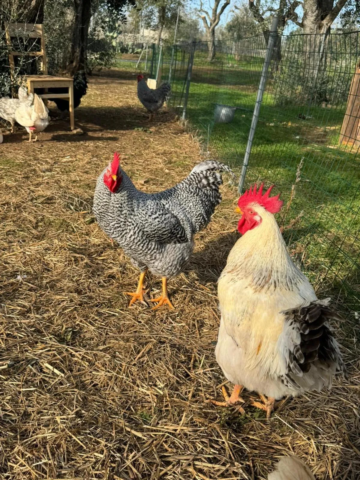 Day in Agriturismo Tenuta Calitre