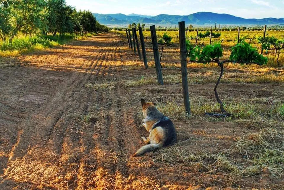 Pets in Villa Corsua