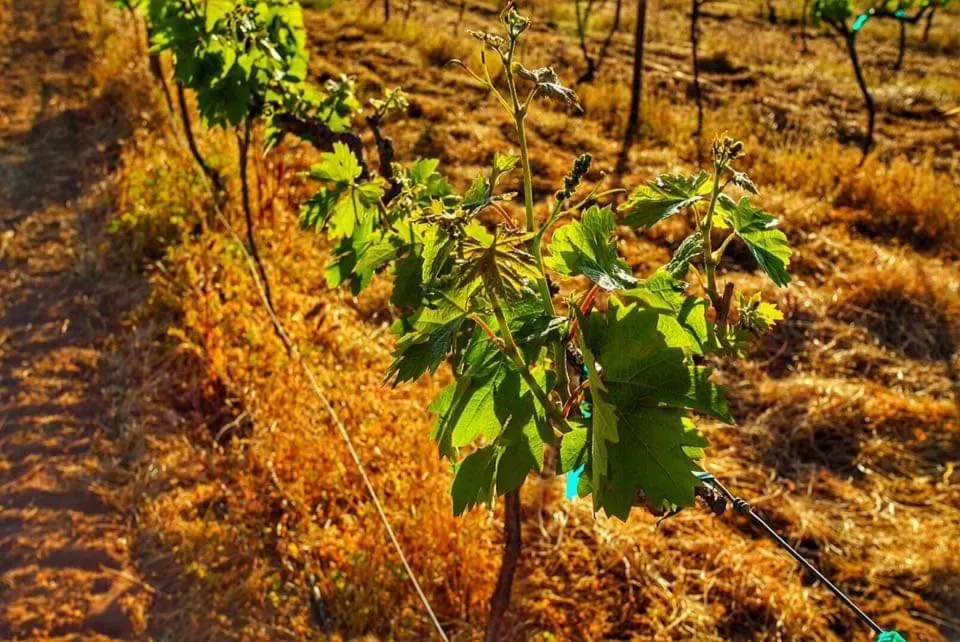 Natural landscape in Villa Corsua