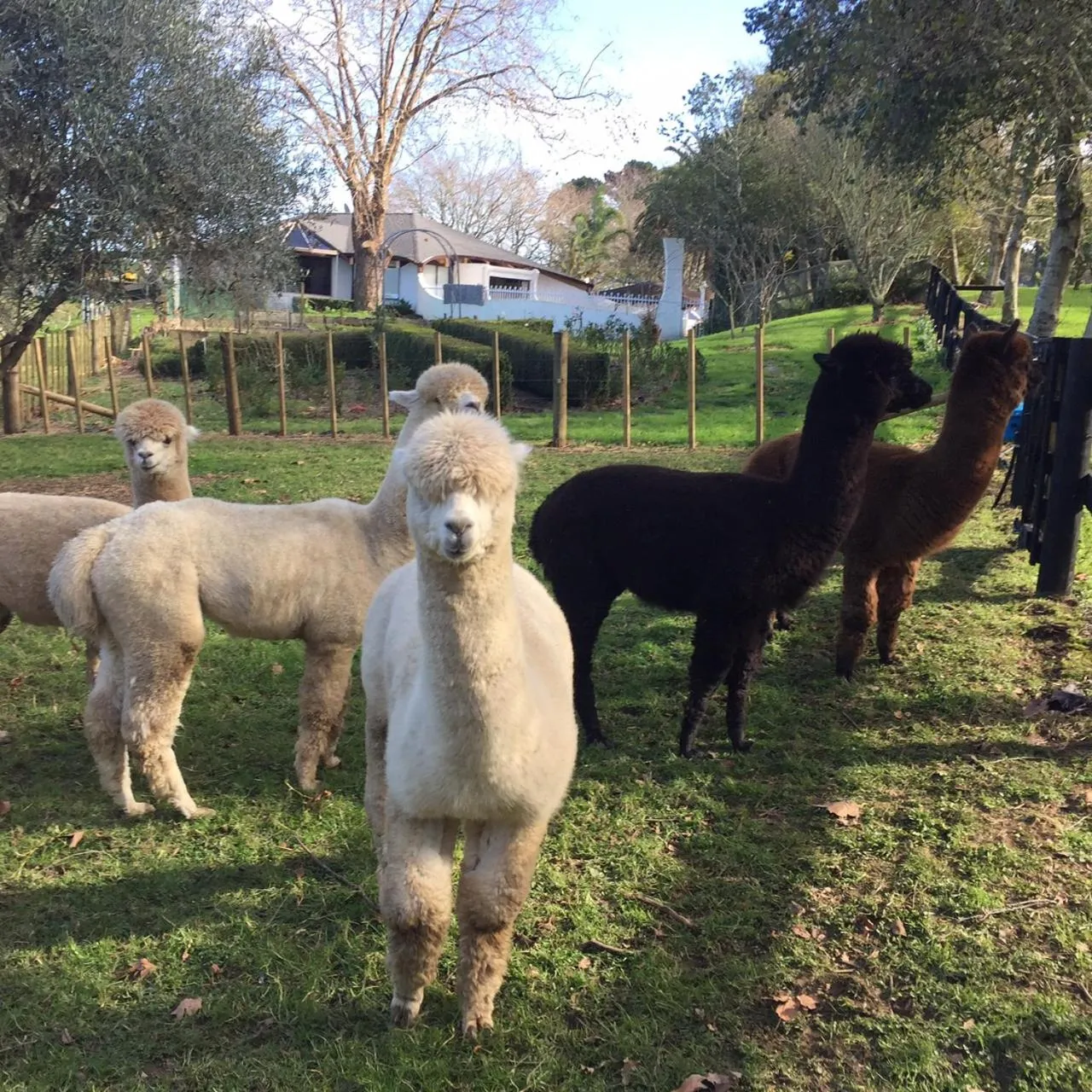 Animals in Lavender Hill