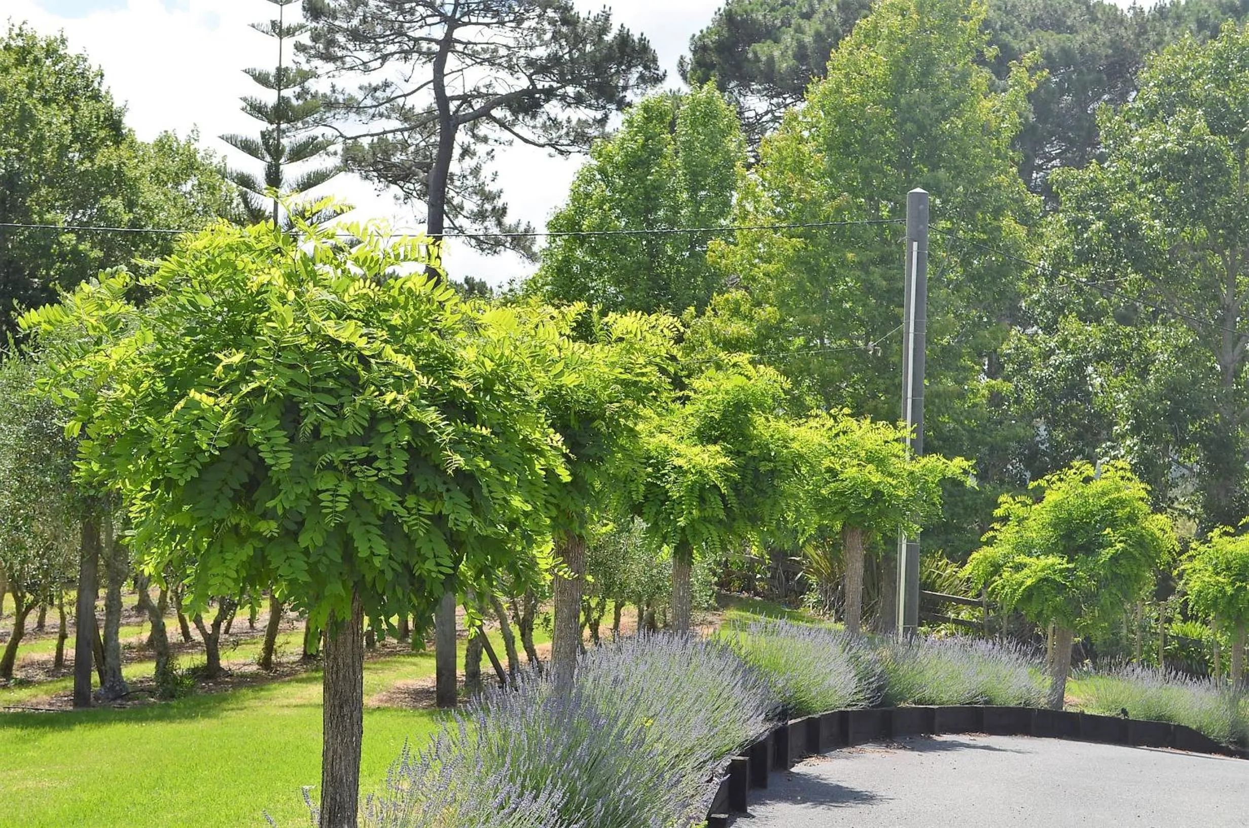 Day in Lavender Hill