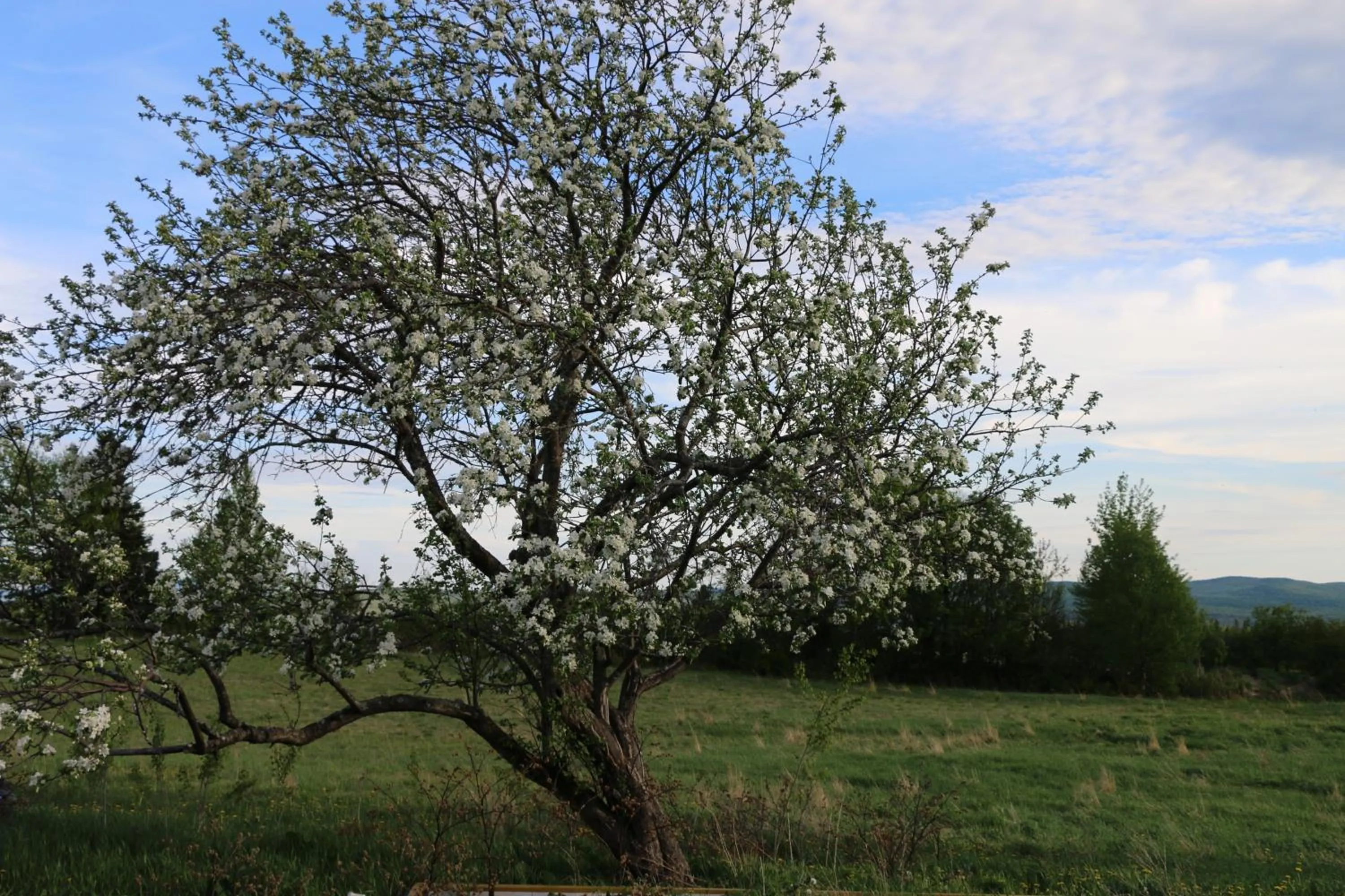 Natural landscape in Maison du Mont-Mégantic spa à l'année