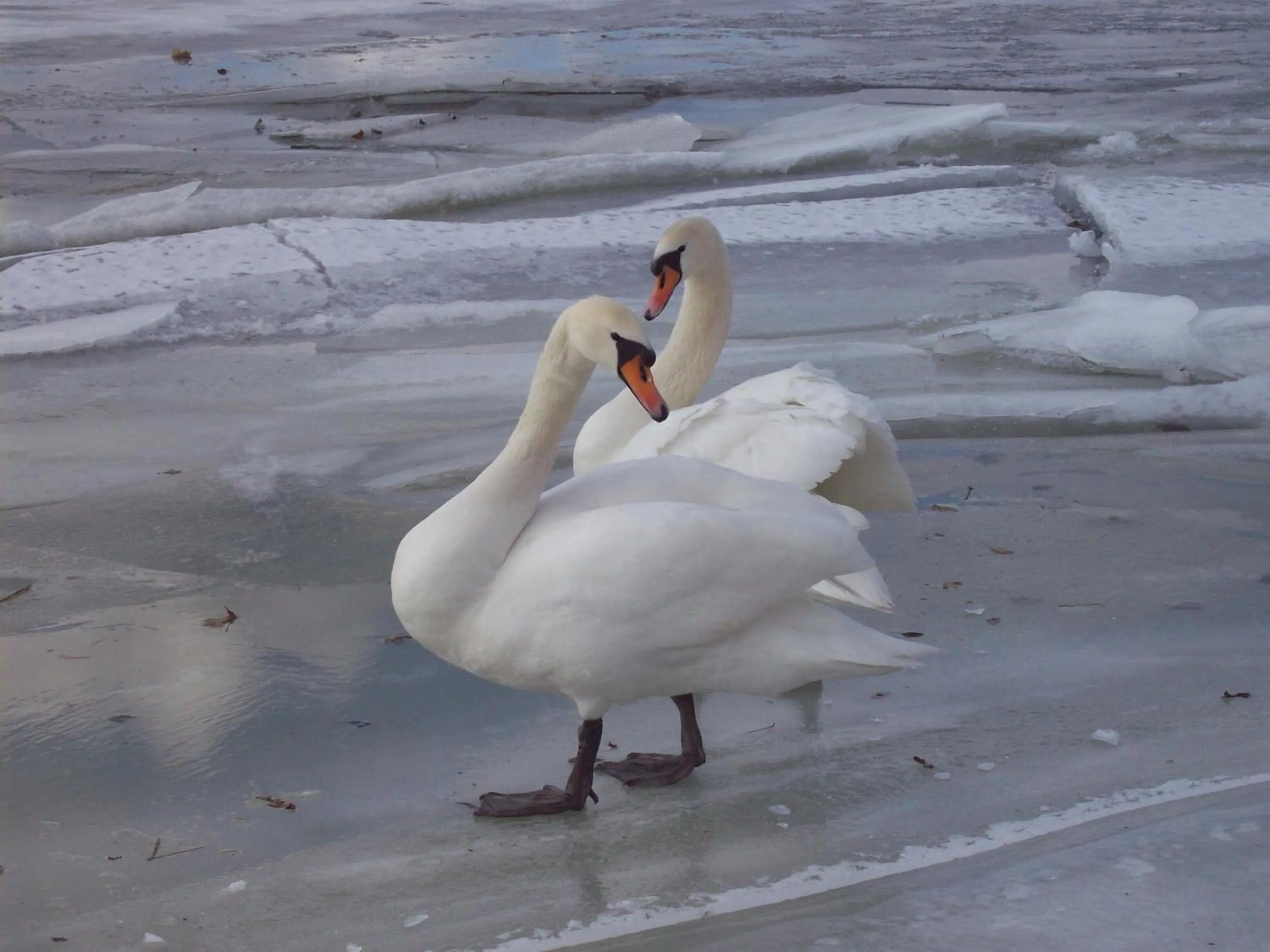Pension an der Elsterbrücke