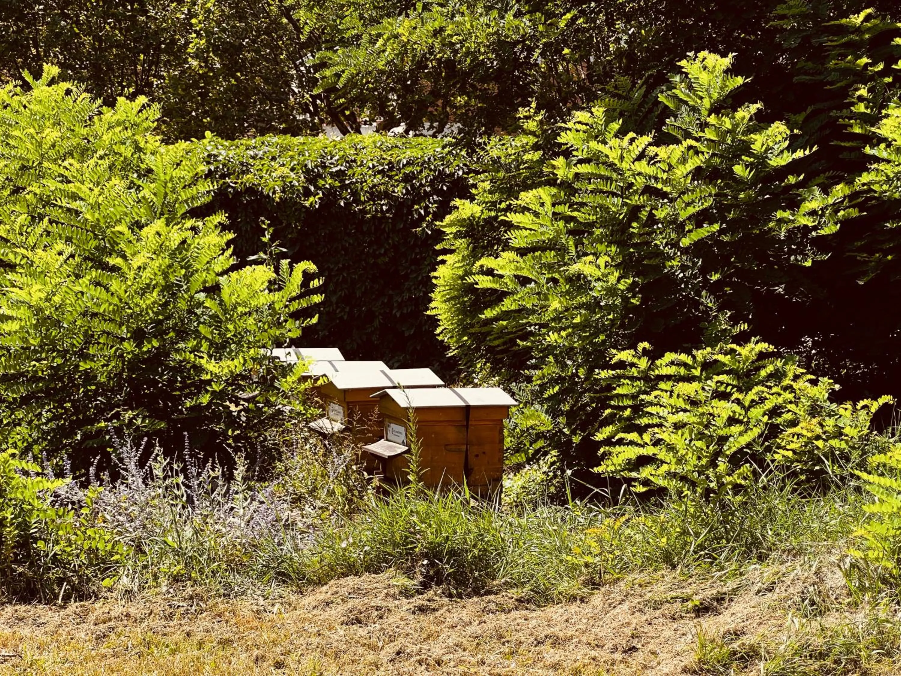 Garden in Campanile Lyon Nord - Ecully
