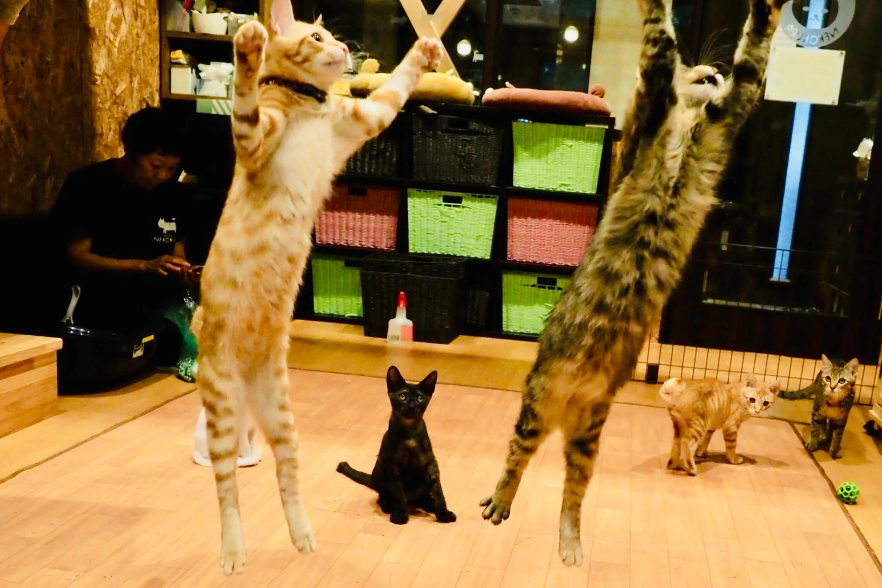 Animals in Nekokura Hostel