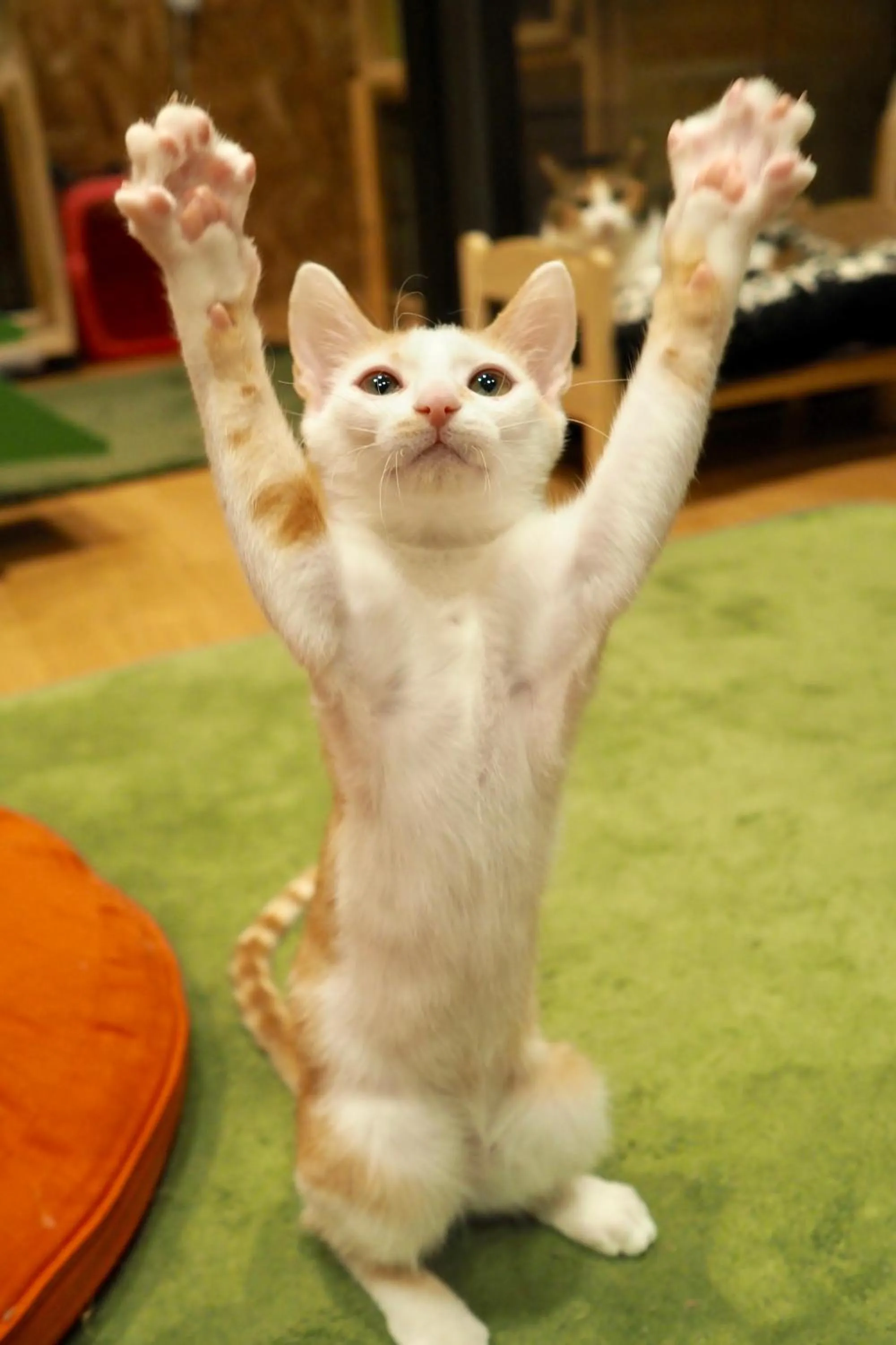 Animals in Nekokura Hostel