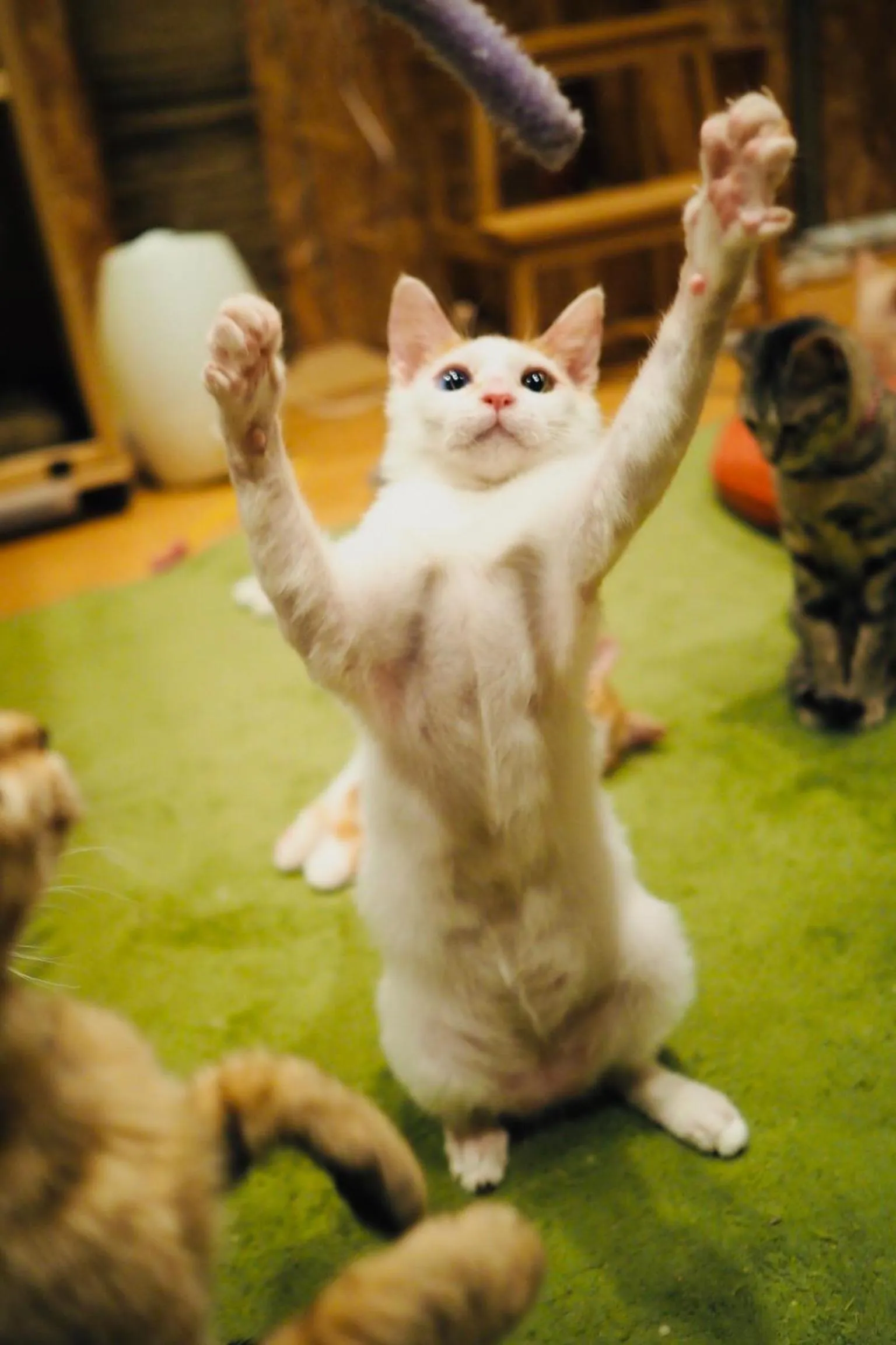 Animals in Nekokura Hostel