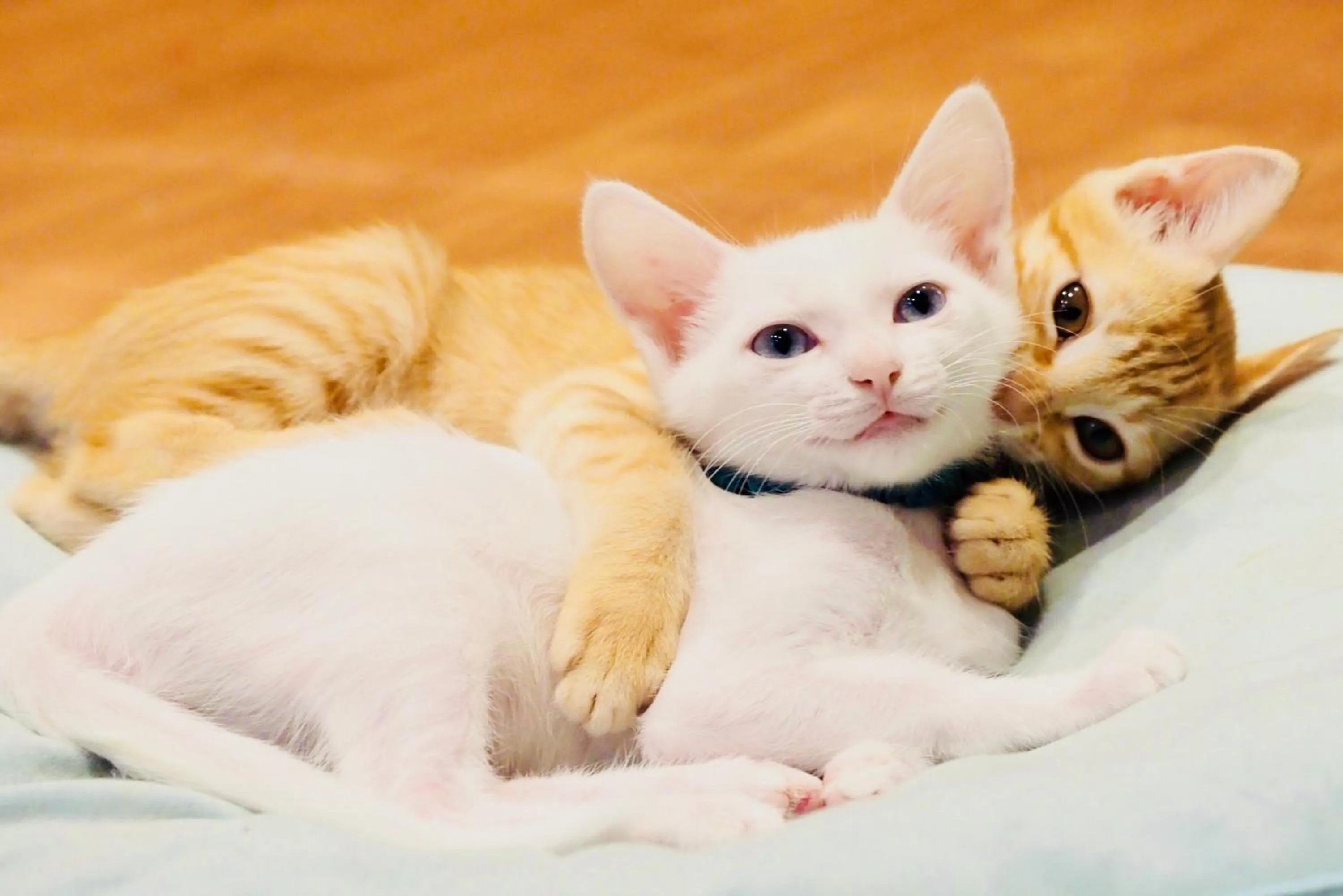 Animals in Nekokura Hostel