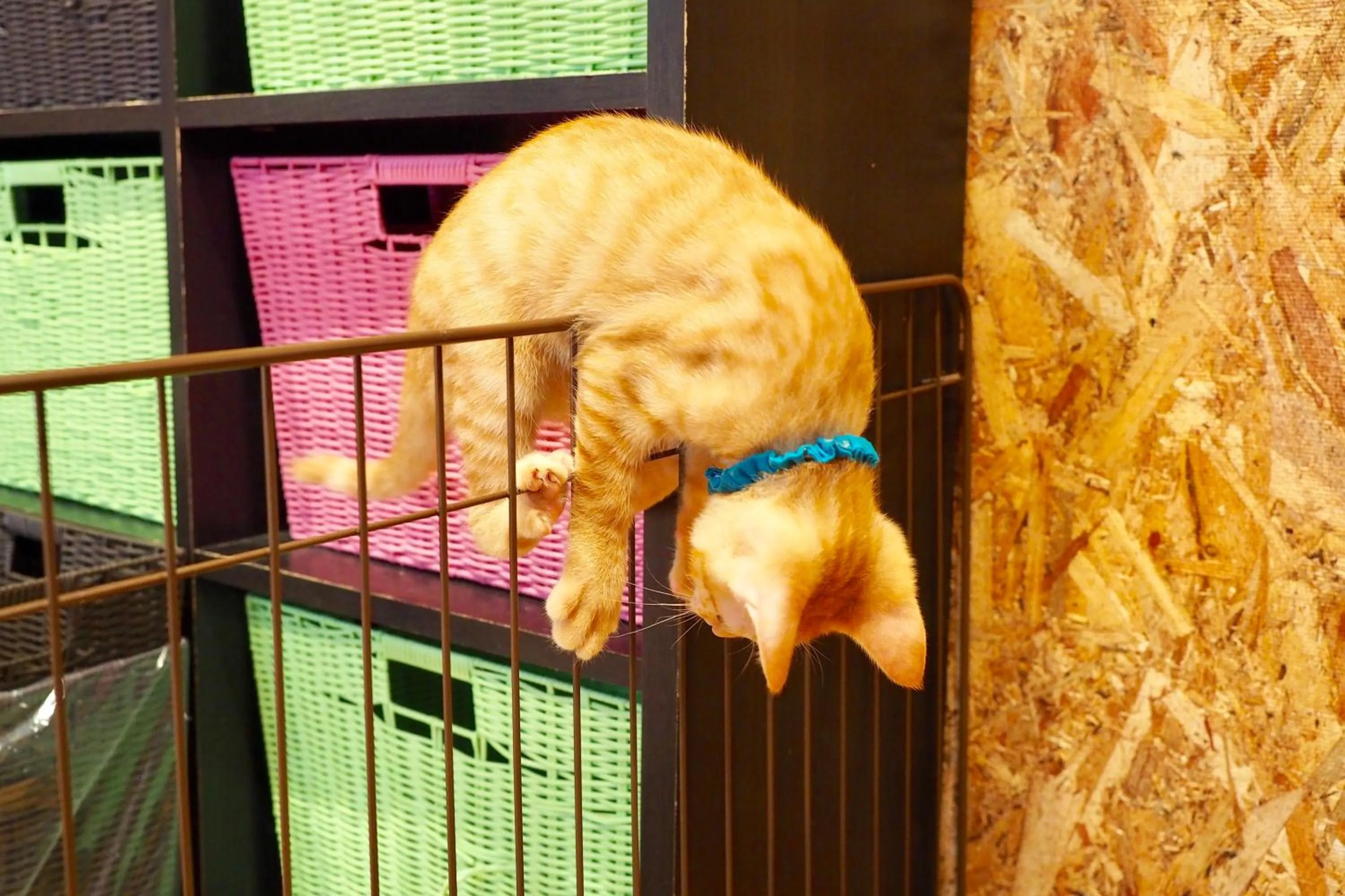 Animals in Nekokura Hostel