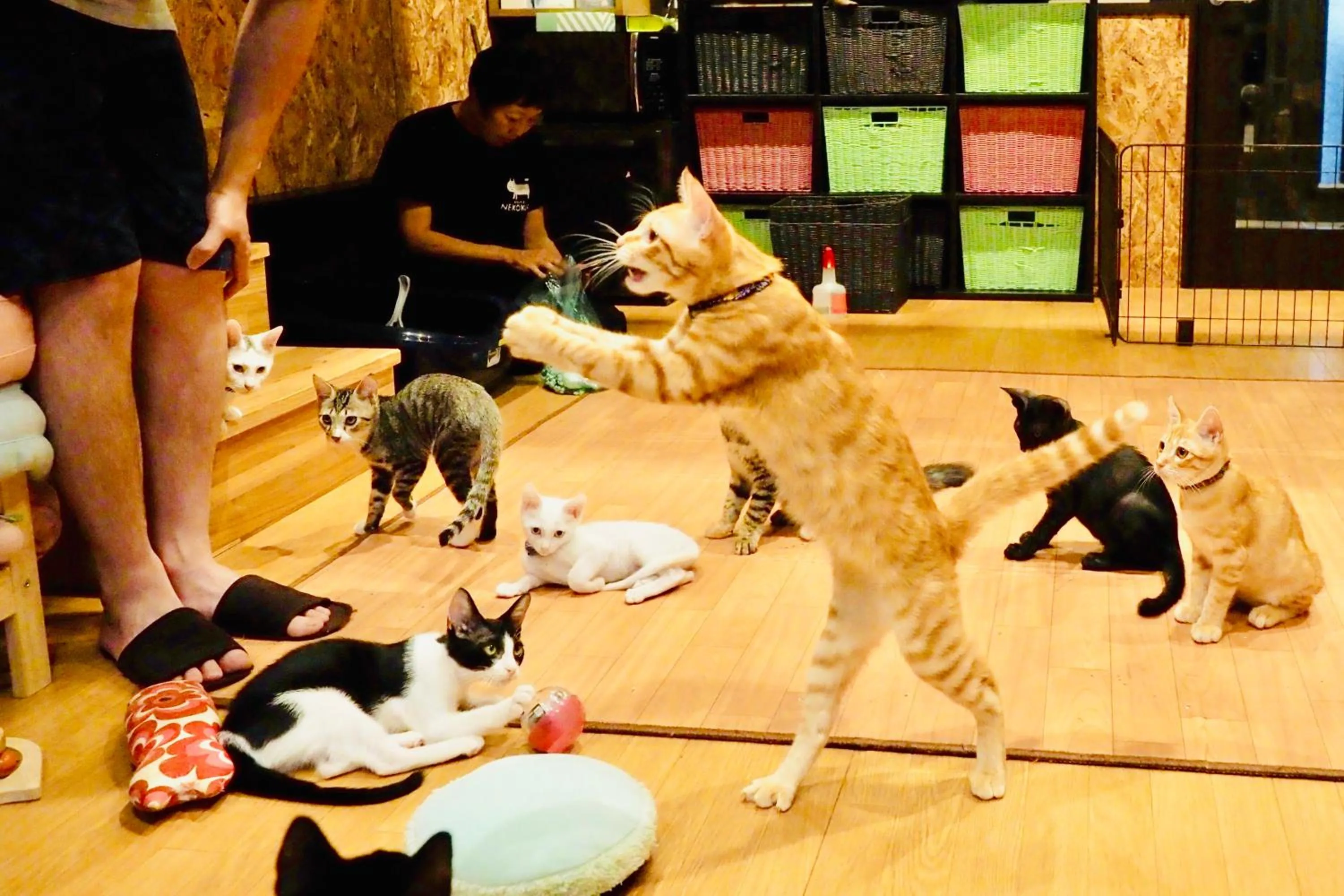 Animals in Nekokura Hostel