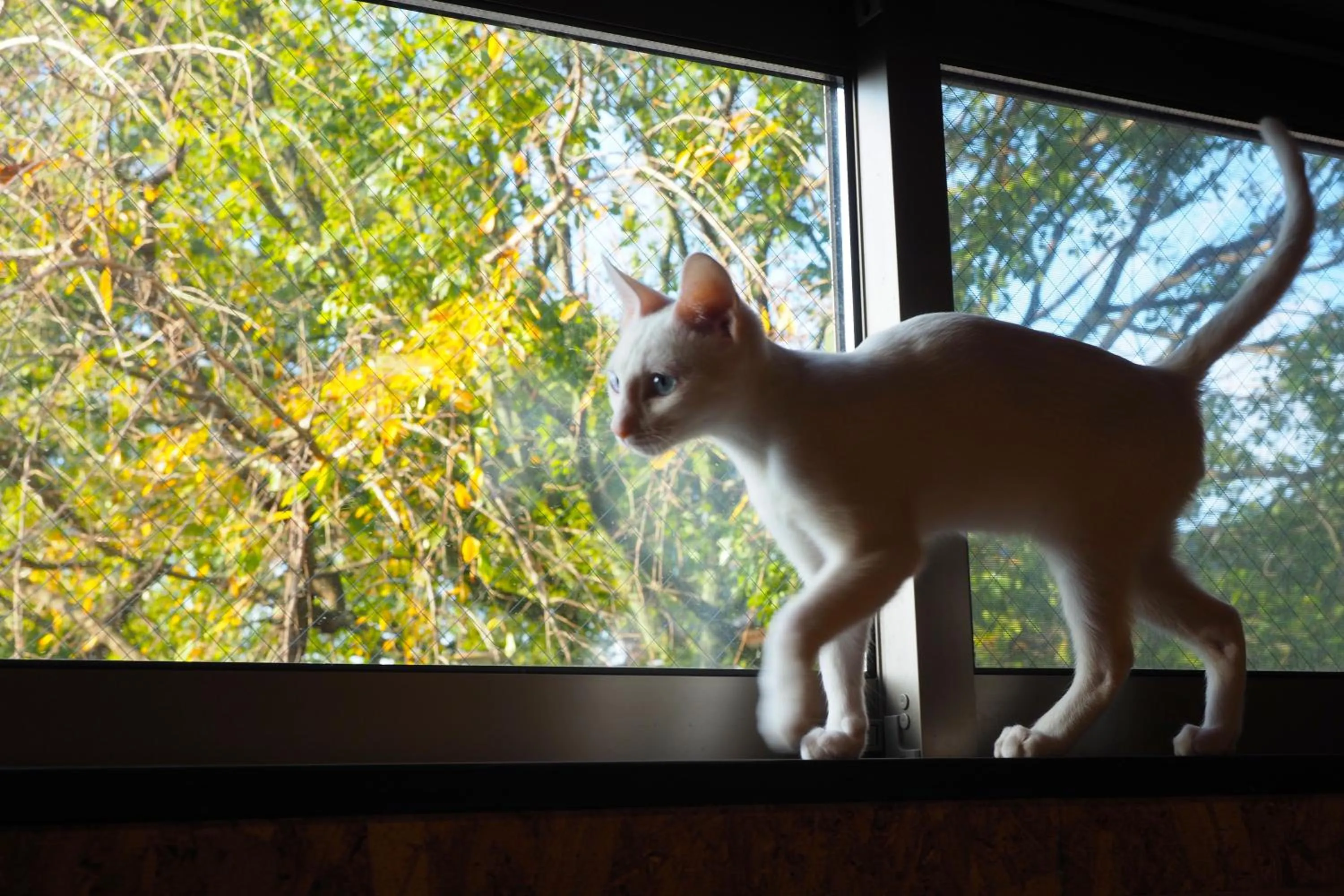 Animals in Nekokura Hostel