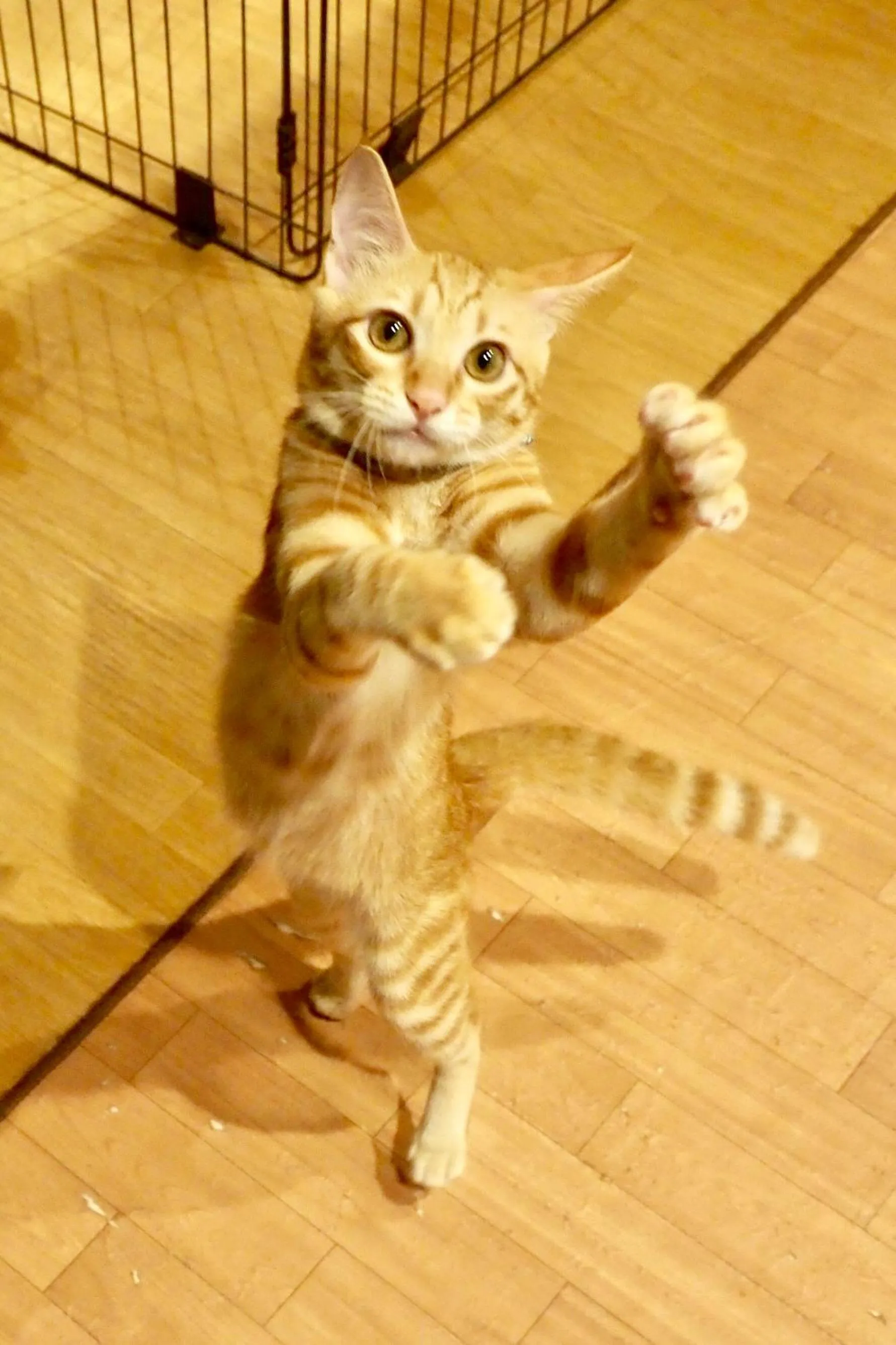 Animals in Nekokura Hostel