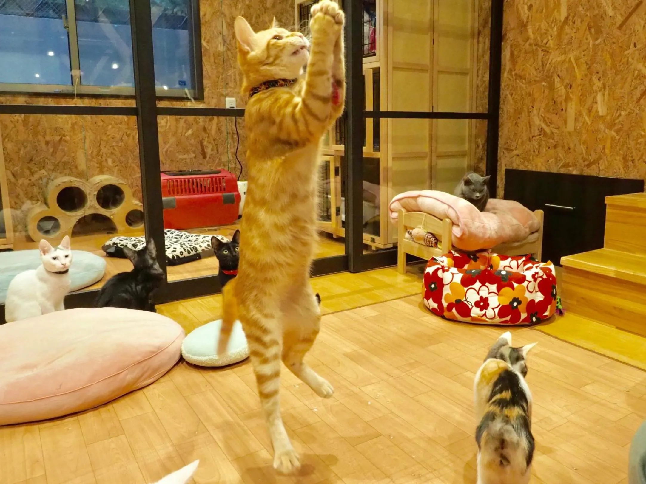 Animals in Nekokura Hostel