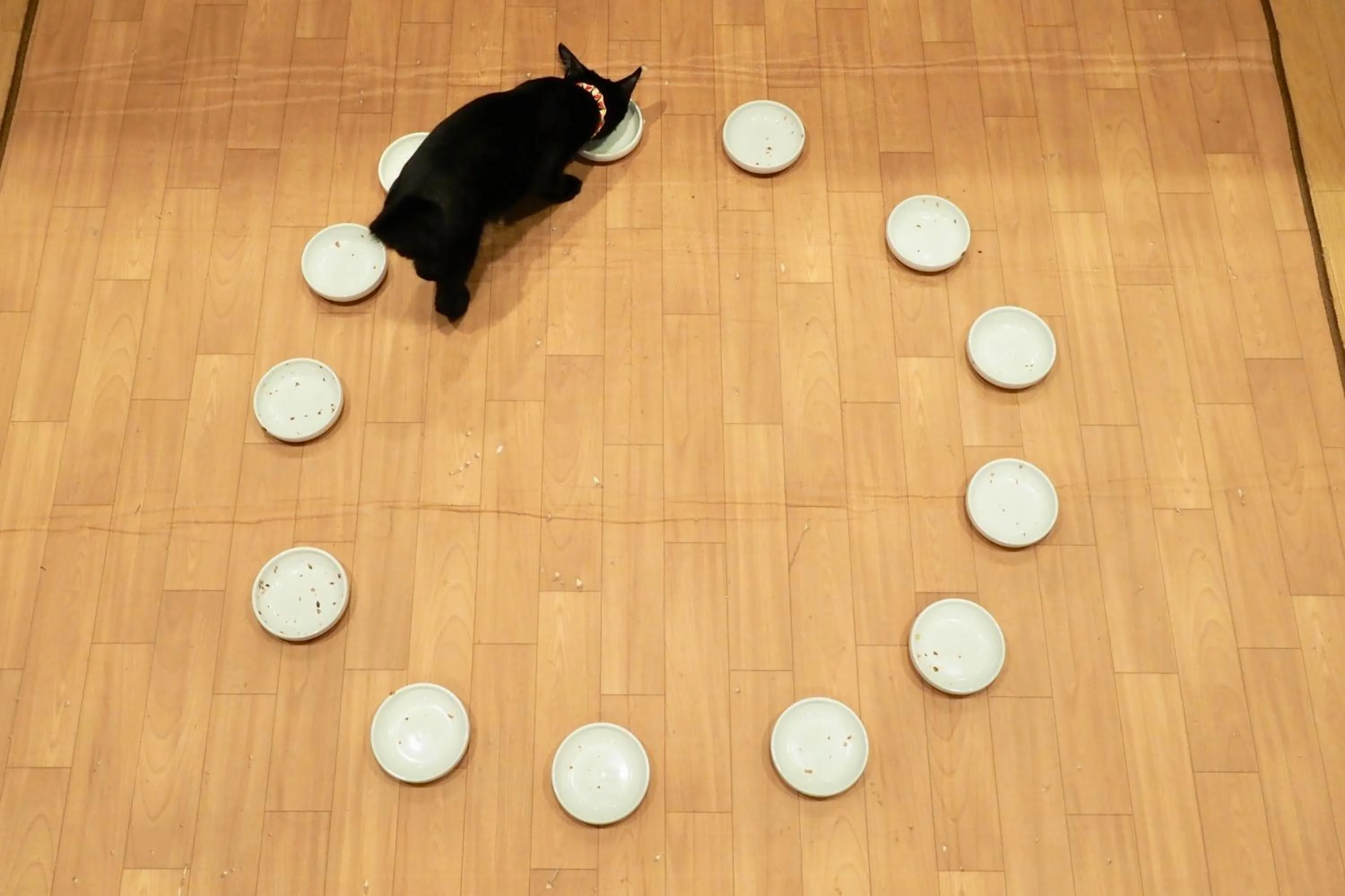 Animals in Nekokura Hostel