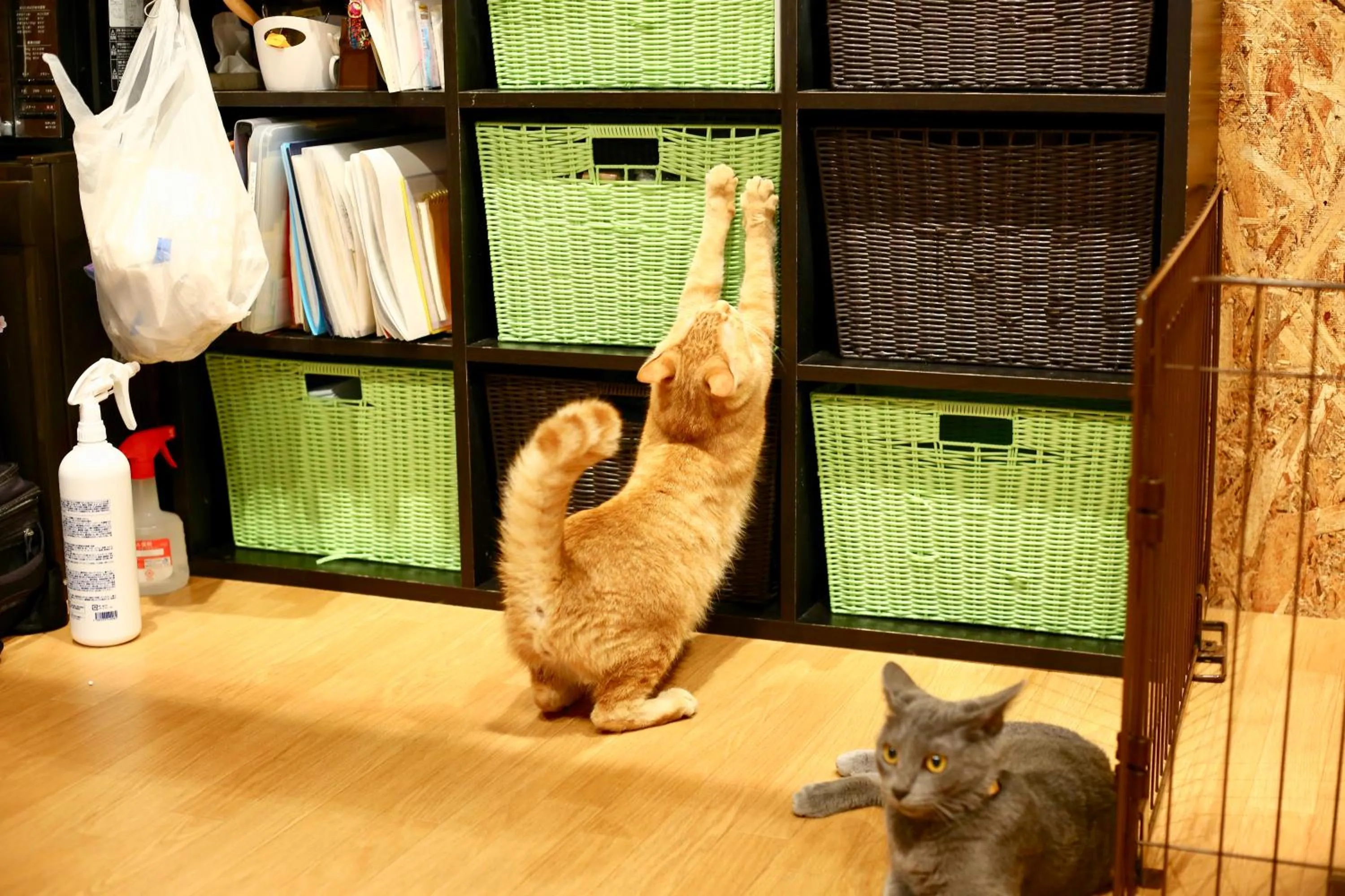 Animals in Nekokura Hostel