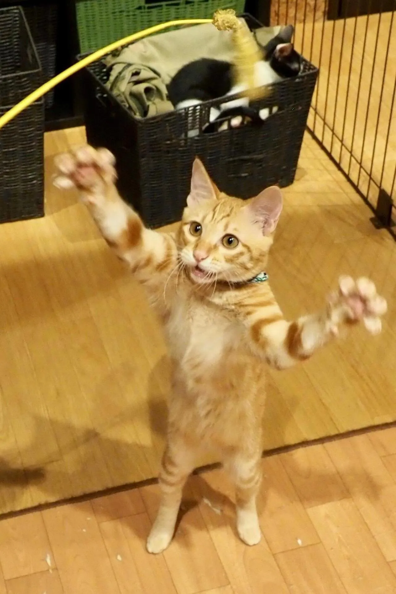 Animals in Nekokura Hostel