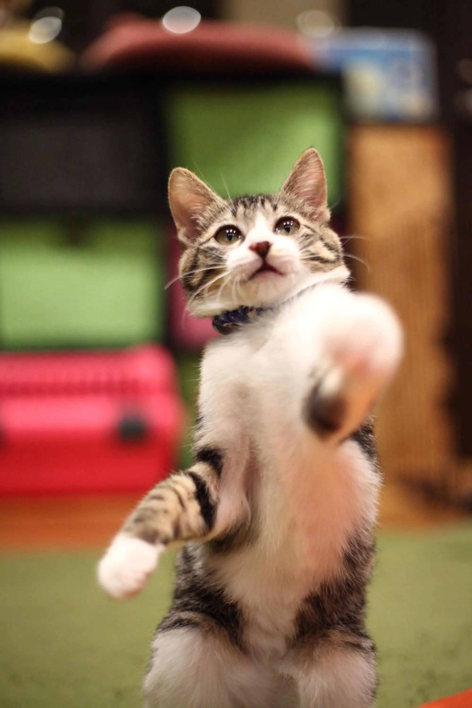 Animals in Nekokura Hostel