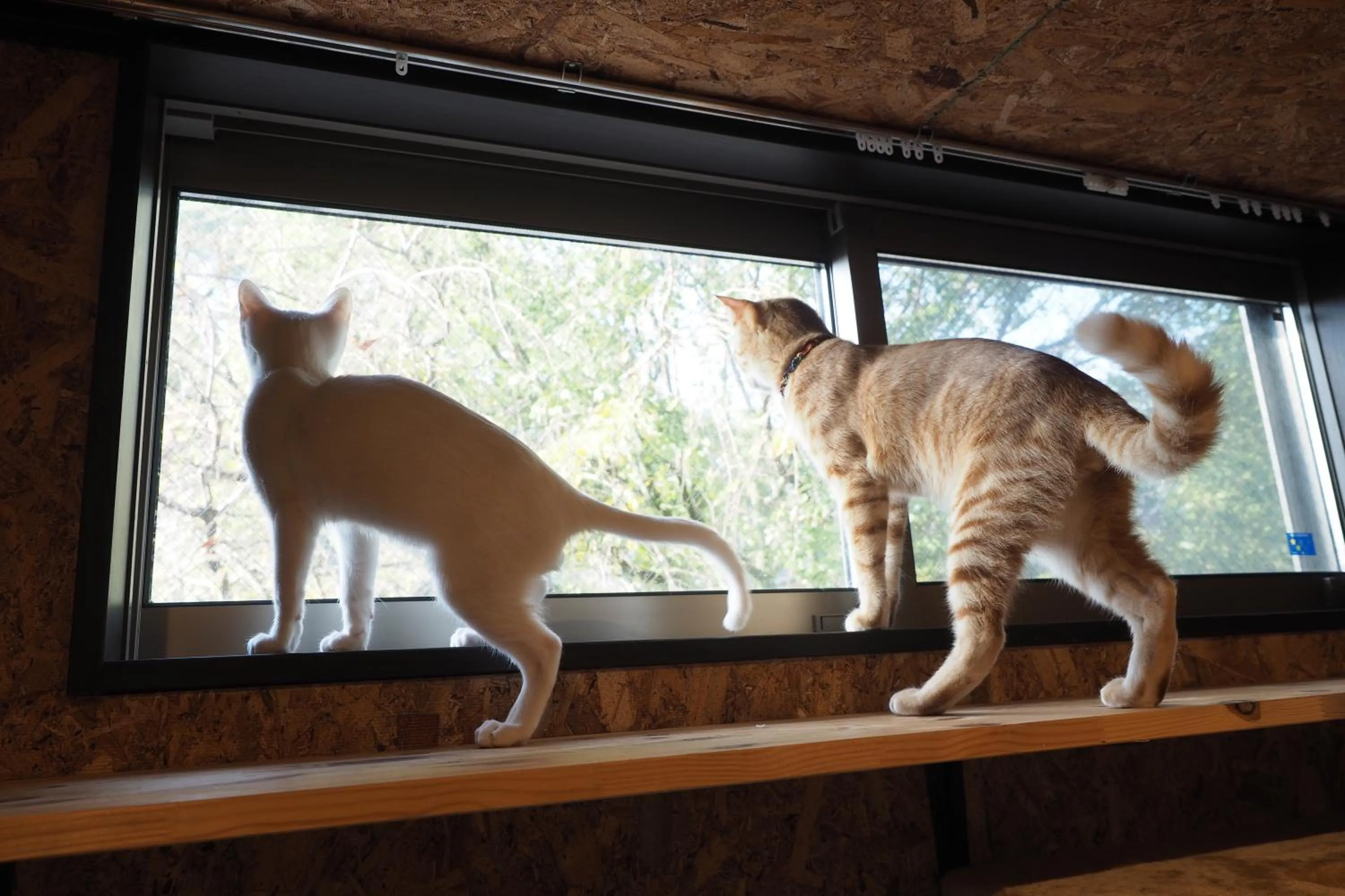 Animals in Nekokura Hostel