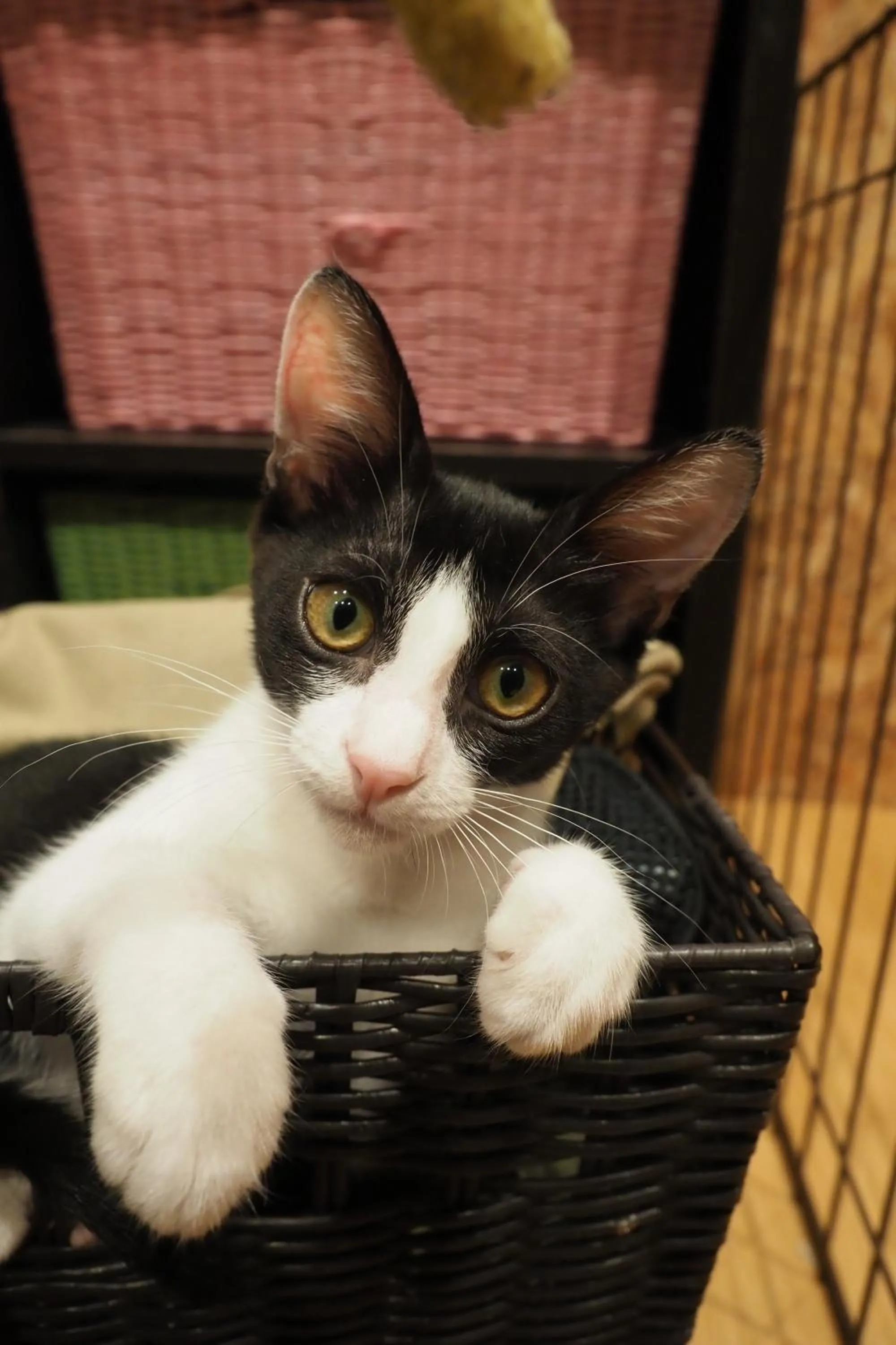 Animals in Nekokura Hostel