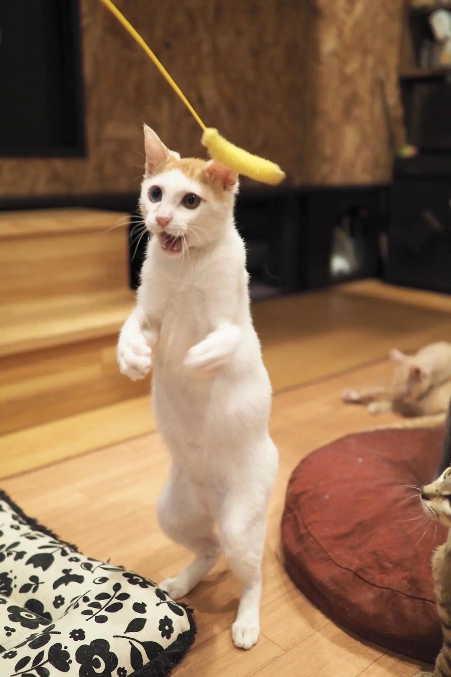 Animals in Nekokura Hostel