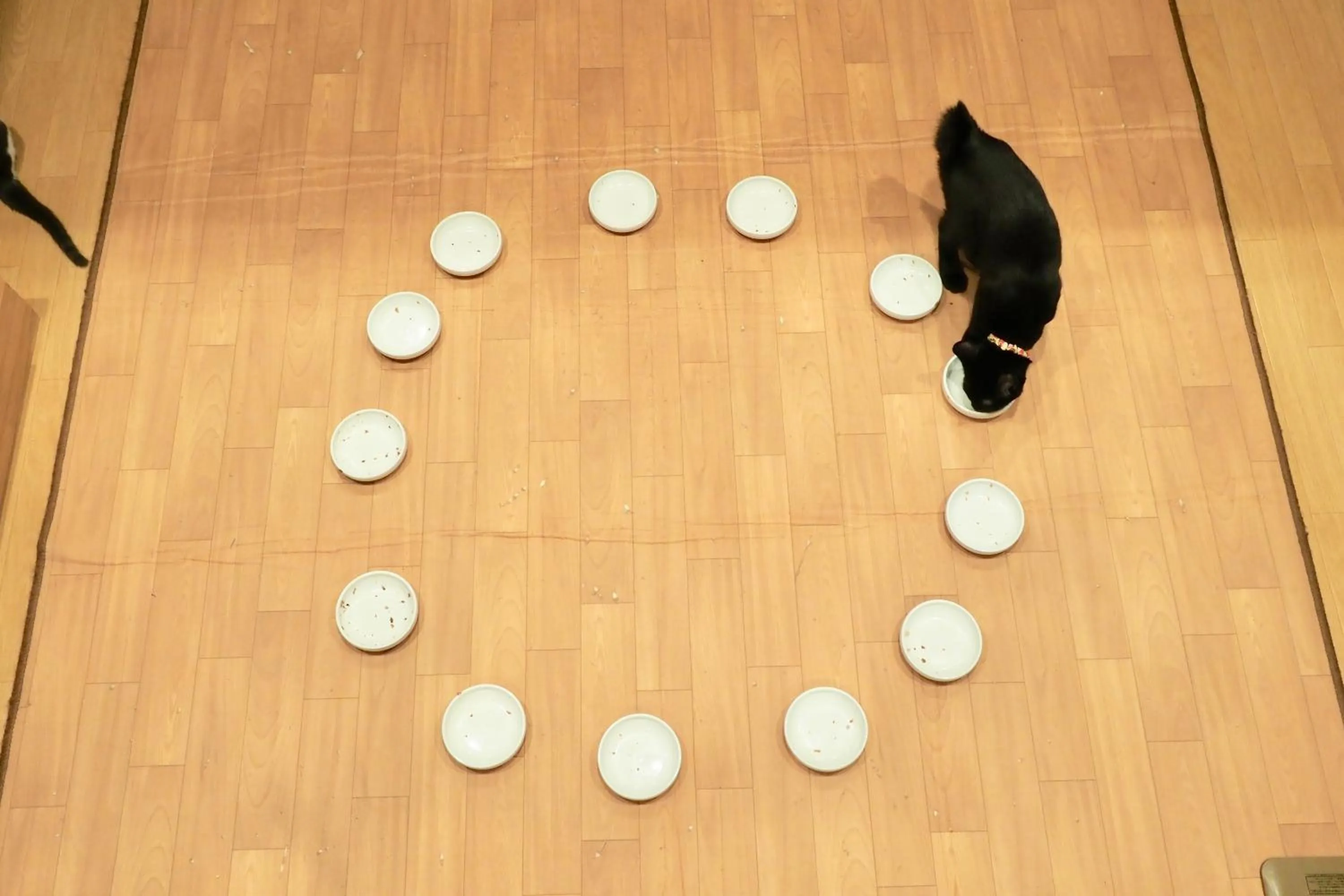 Animals in Nekokura Hostel