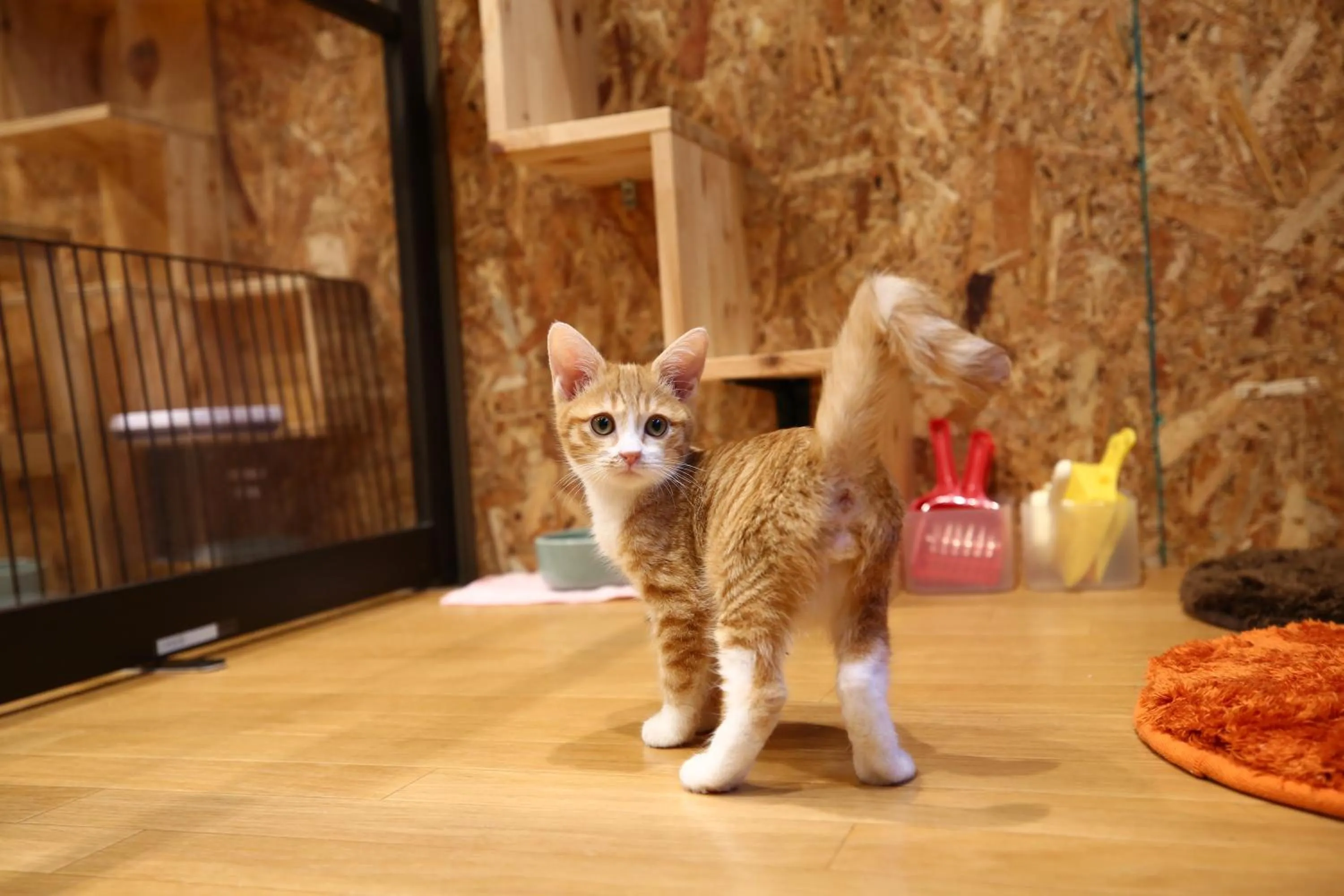 Animals in Nekokura Hostel