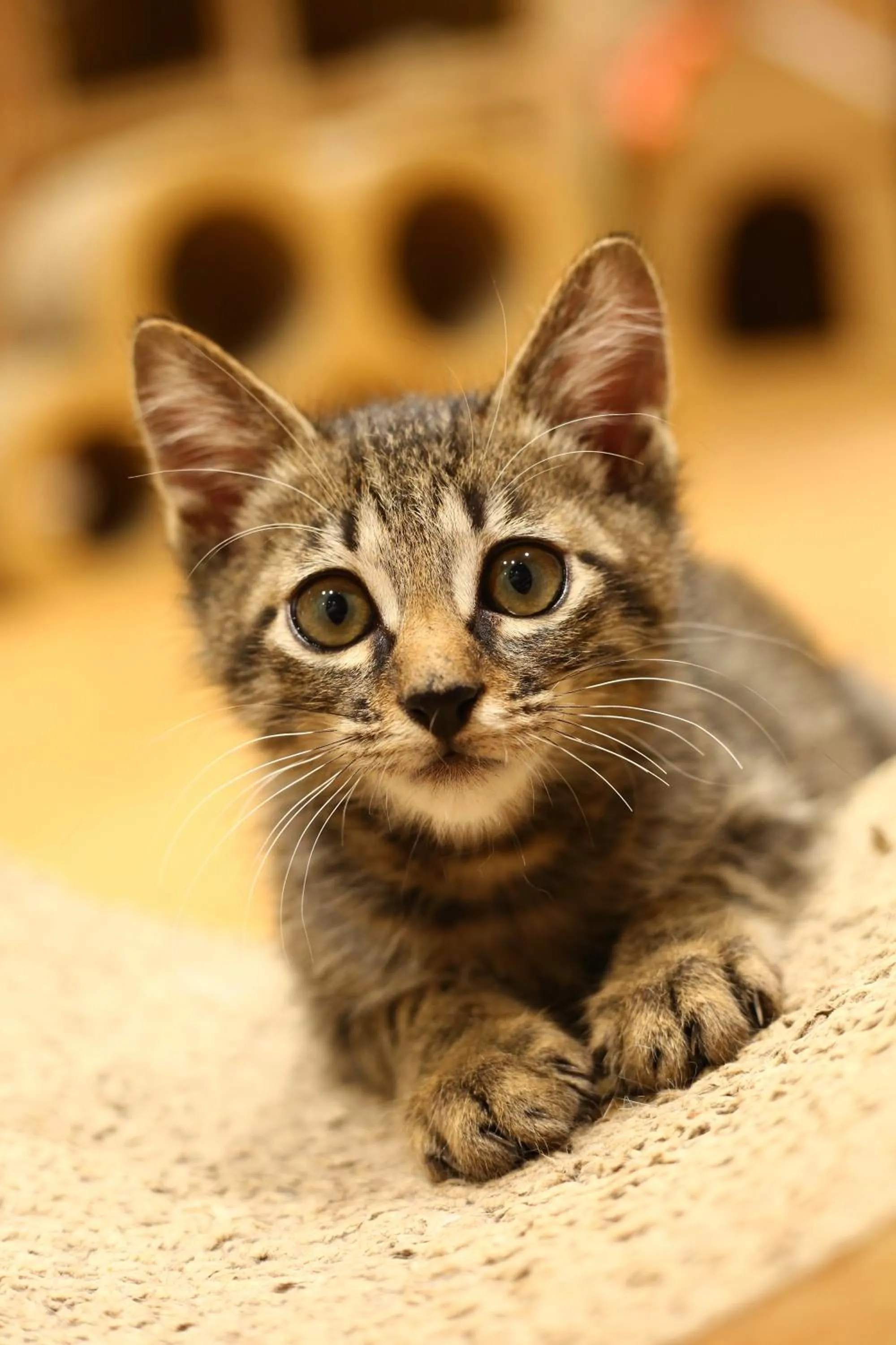 Animals in Nekokura Hostel