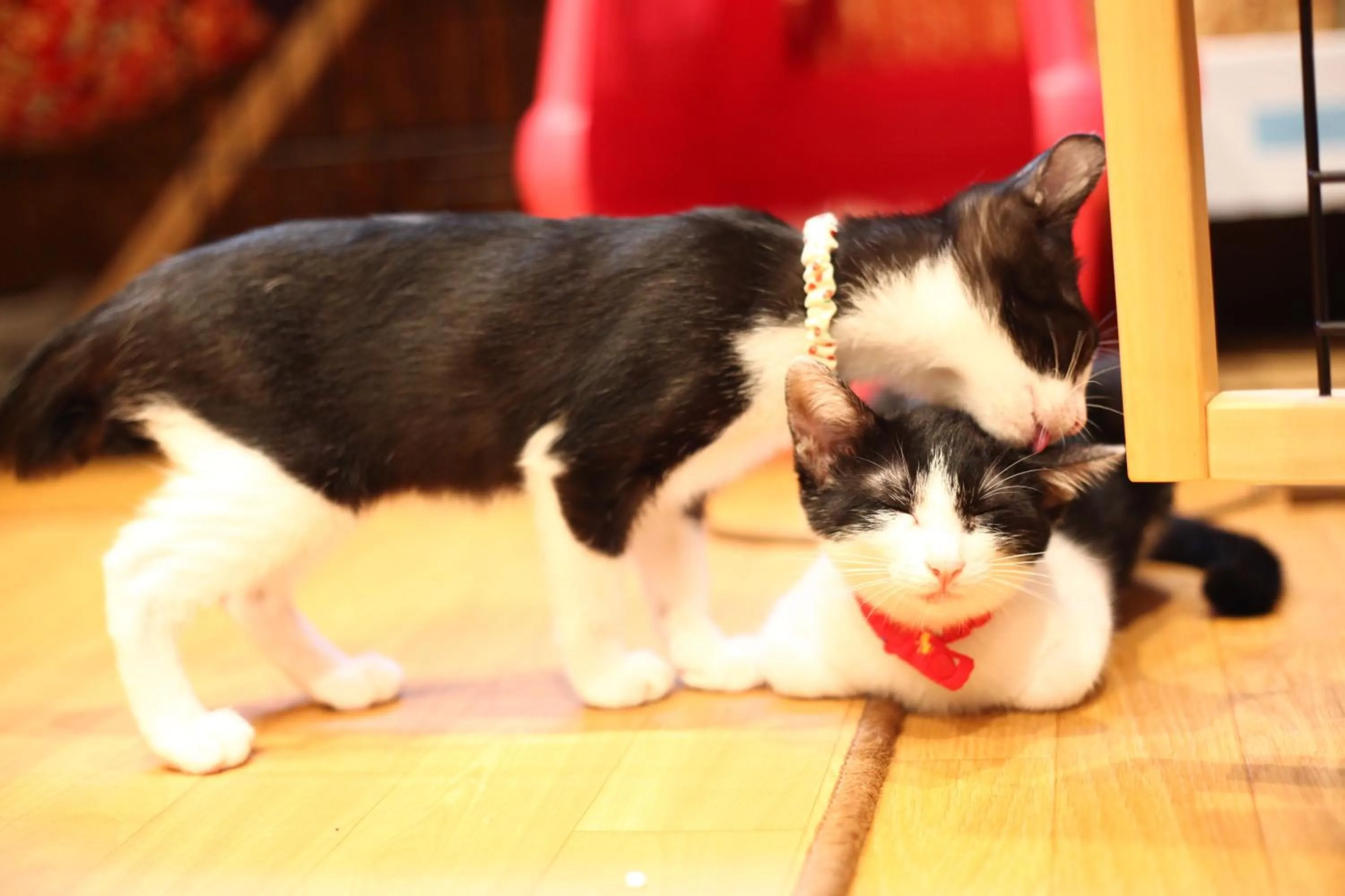 Animals in Nekokura Hostel