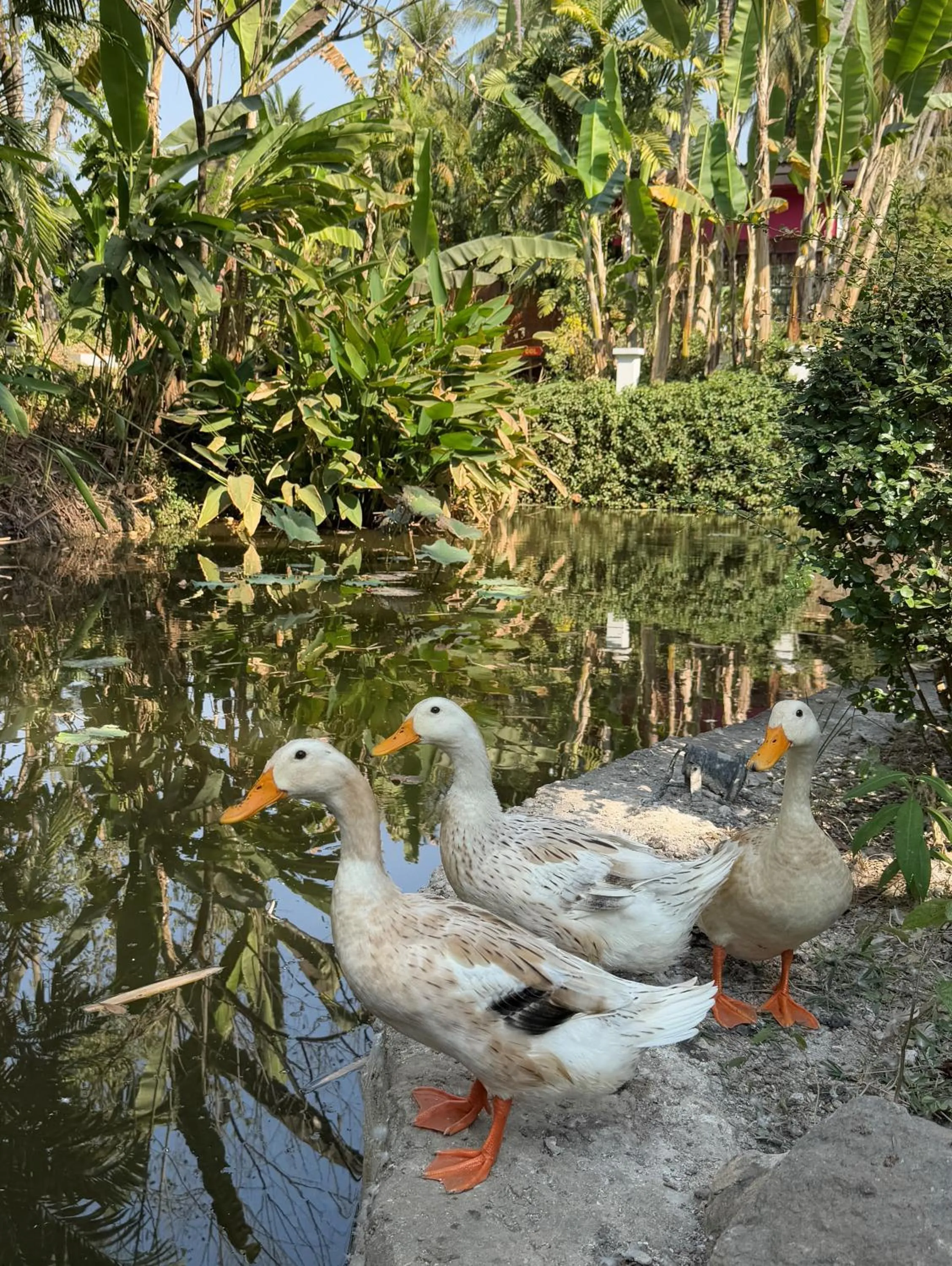 Garden in Parasol Blanc