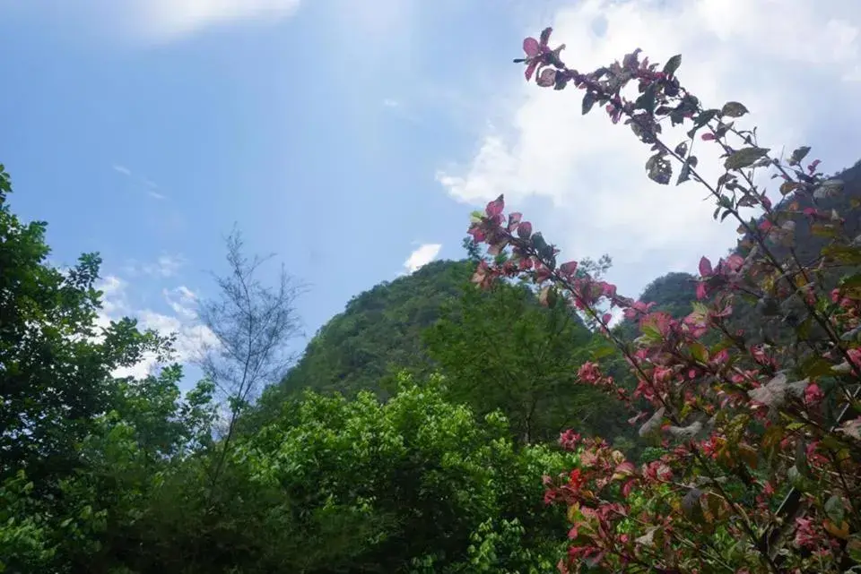 Bungalow with Garden View in Khao Sok Green Mountain View Bungalow with Garden View in Khao Sok Green Mountain View