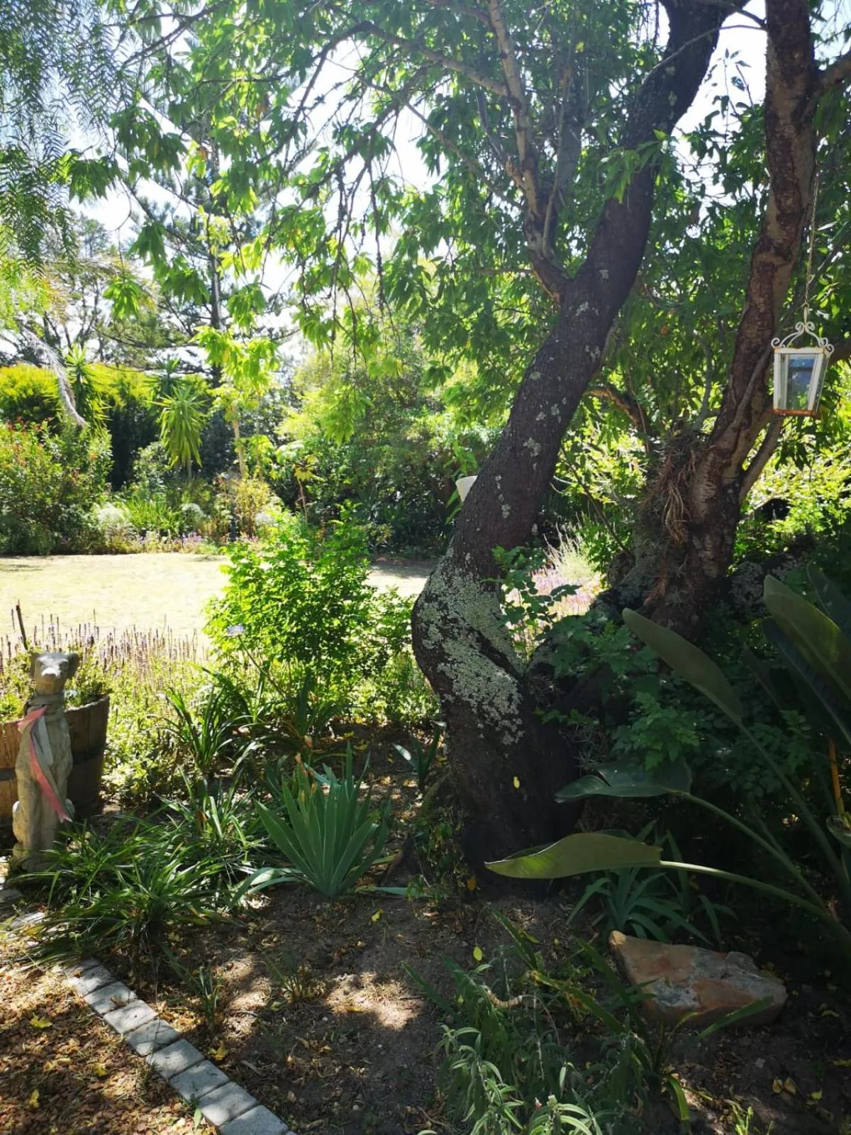 Garden in Almond Cottage Bed & Breakfast