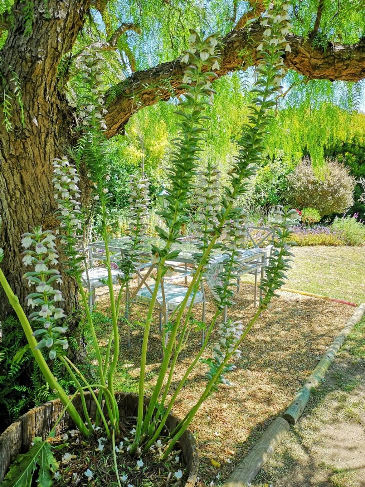 Almond Cottage Bed & Breakfast