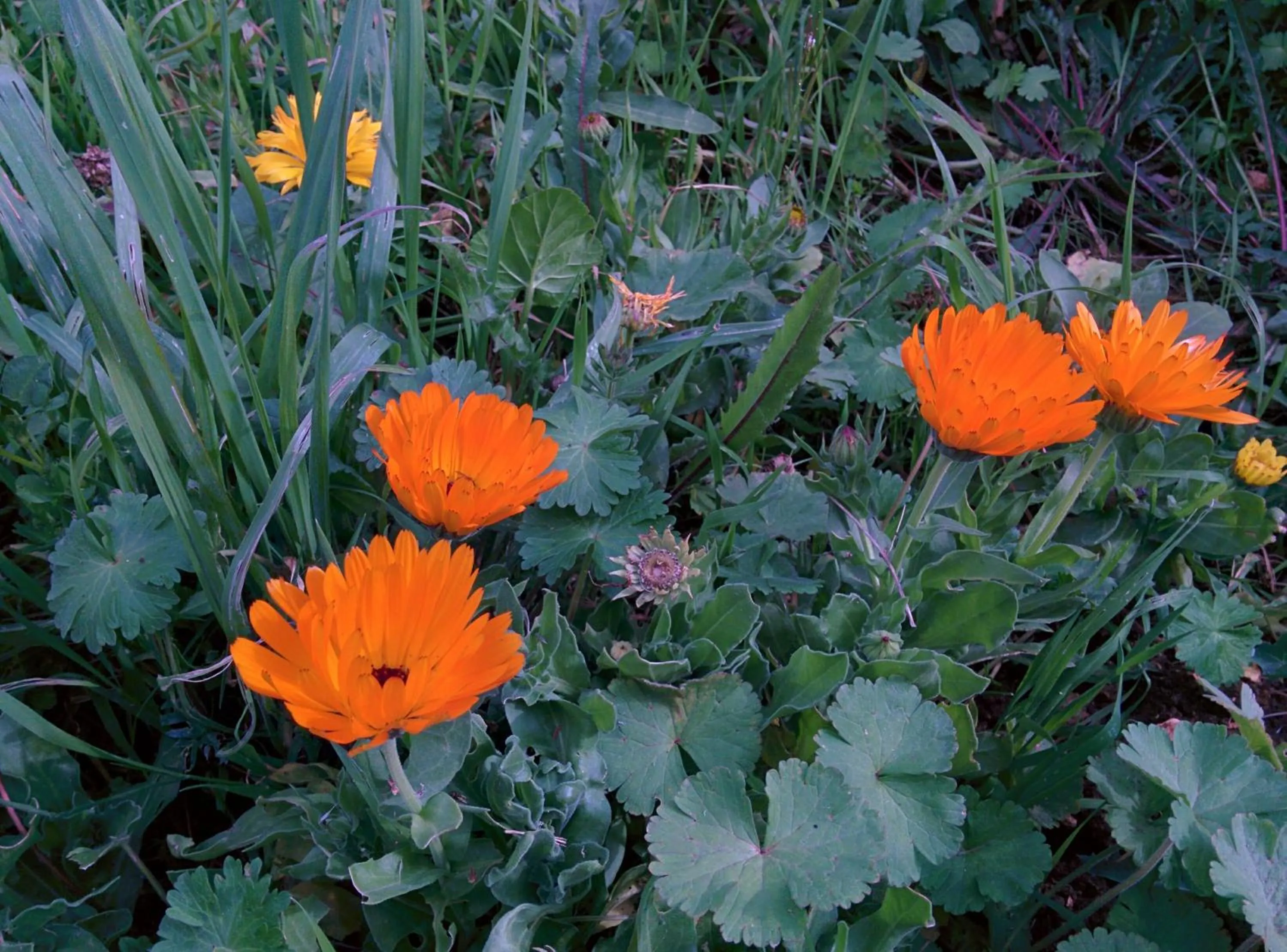 Natural landscape in Villa 2 Fields