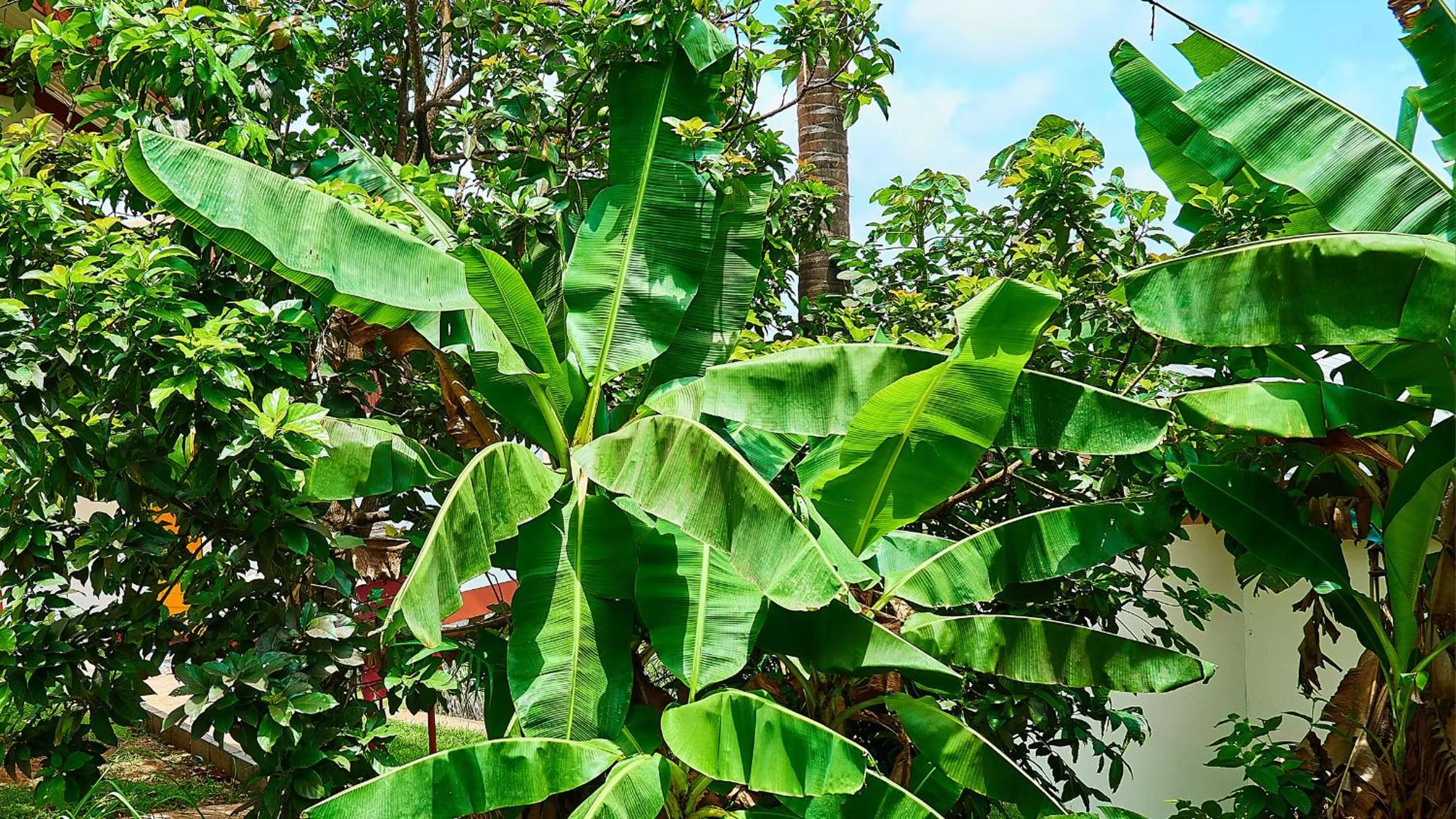 Property building in The Originals City, Hôtel Belova, Cayenne Sud