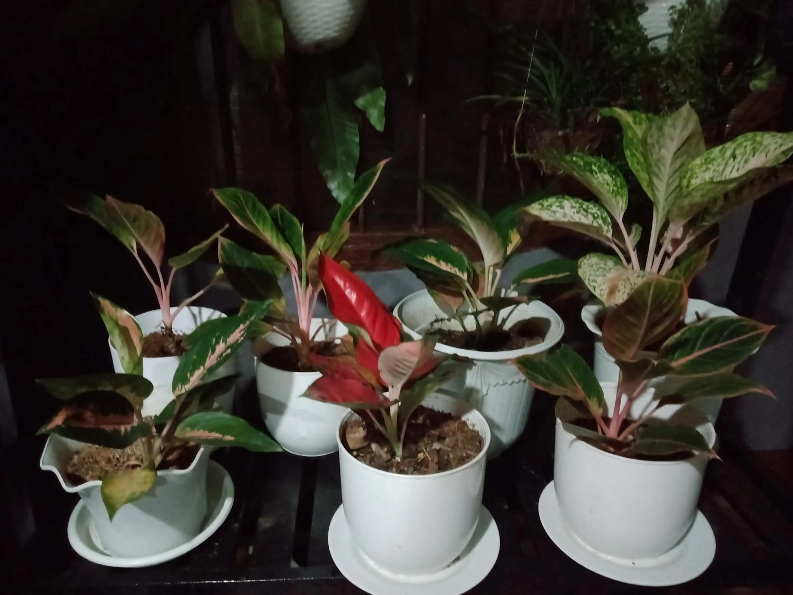 Garden view in Dalinda's Homestay