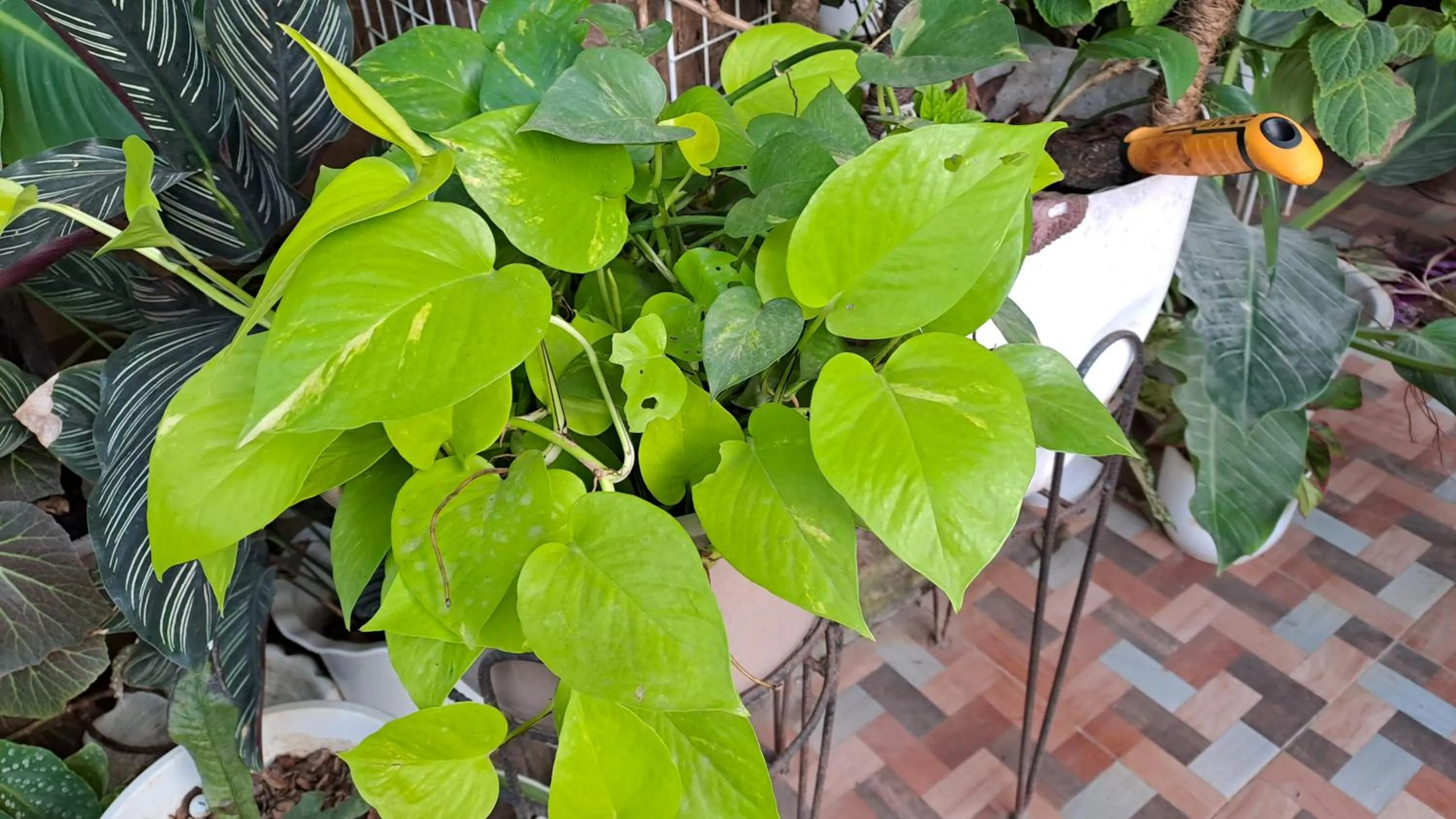 Garden view in Dalinda's Homestay