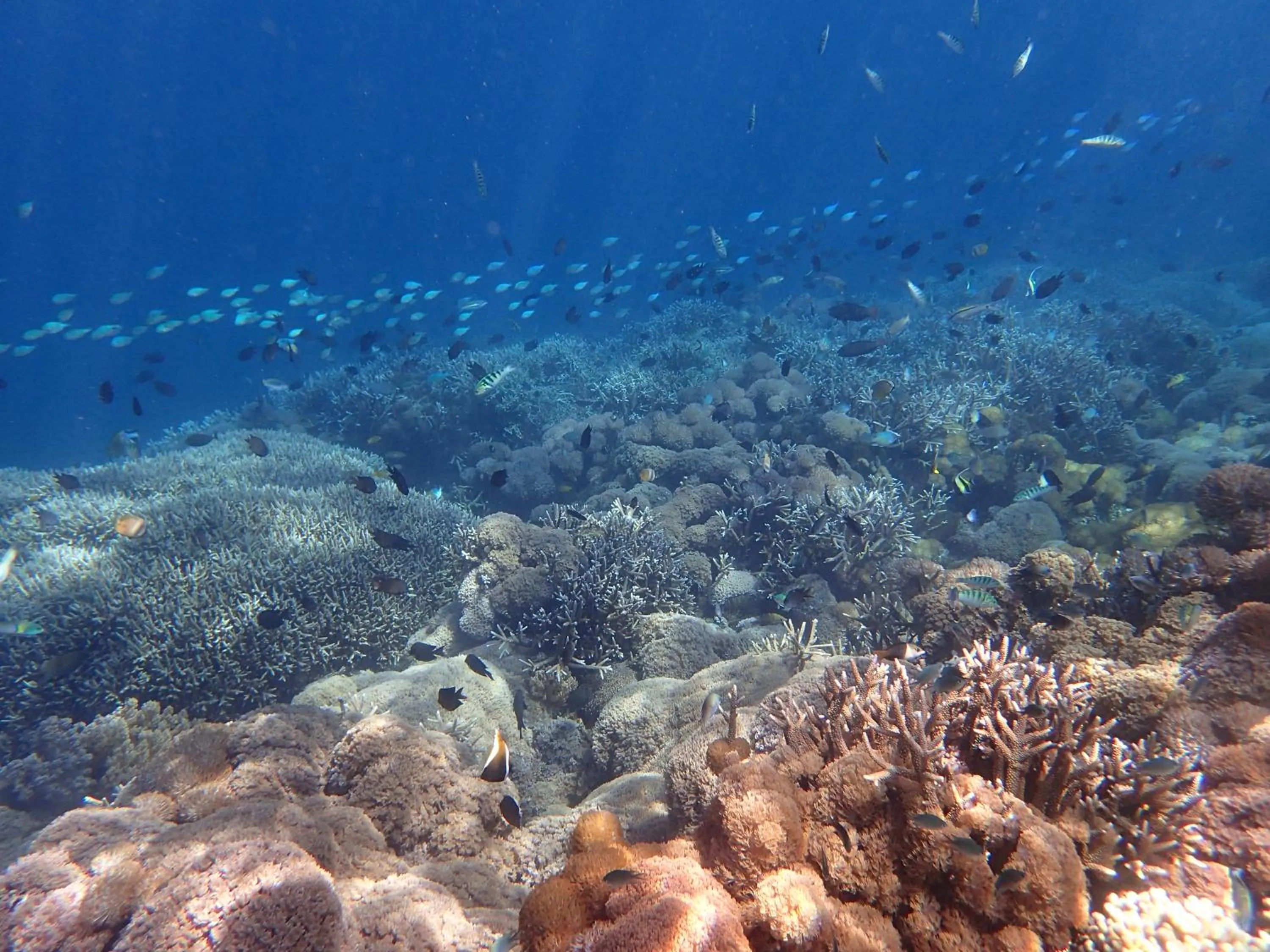 Area and facilities in Bidara Cottage