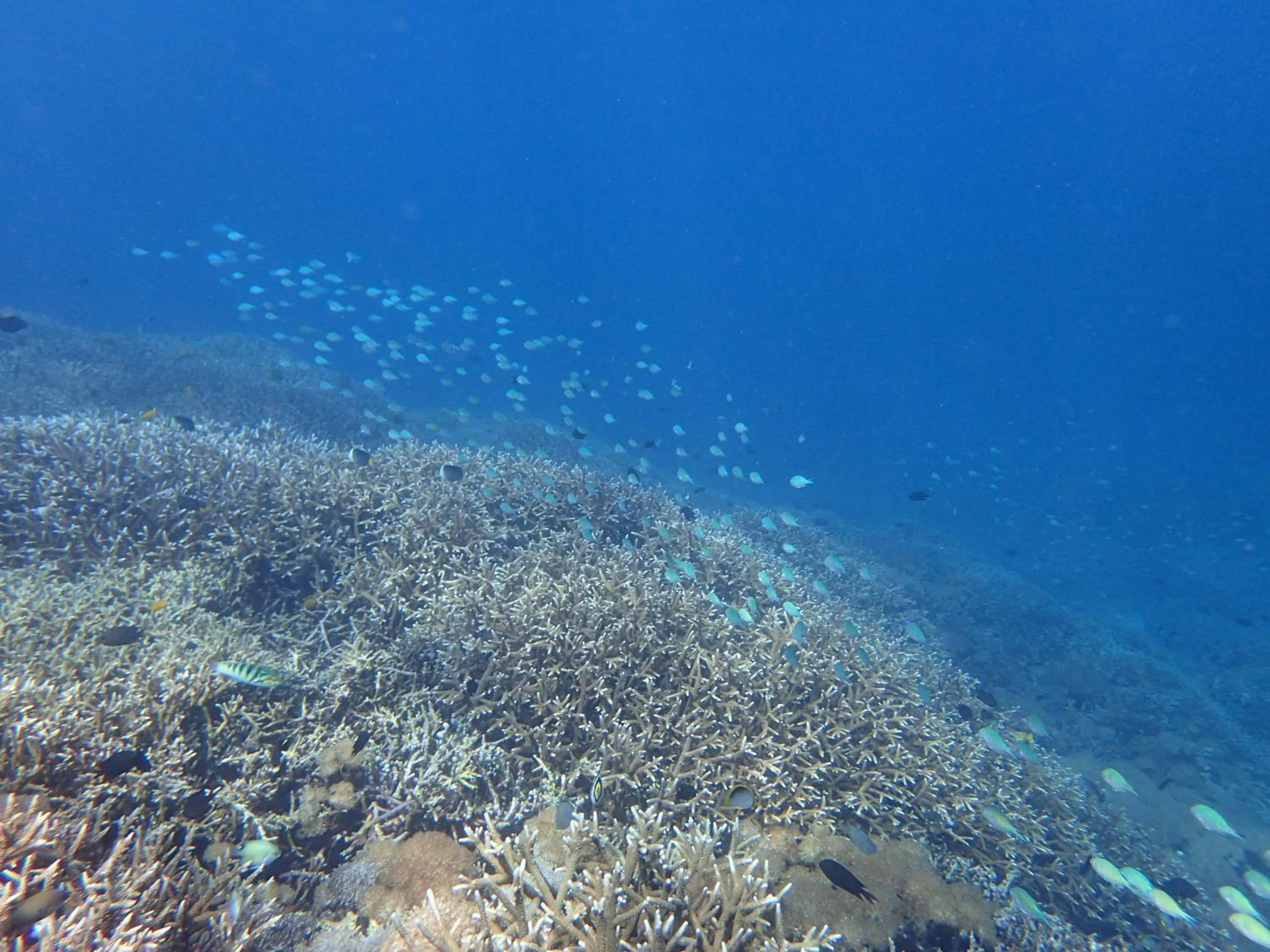 Area and facilities in Bidara Cottage