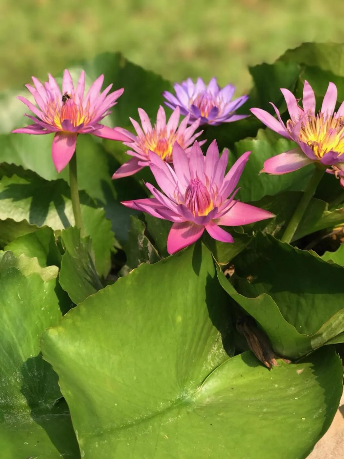 View (from property/room) in Wanathara Resort