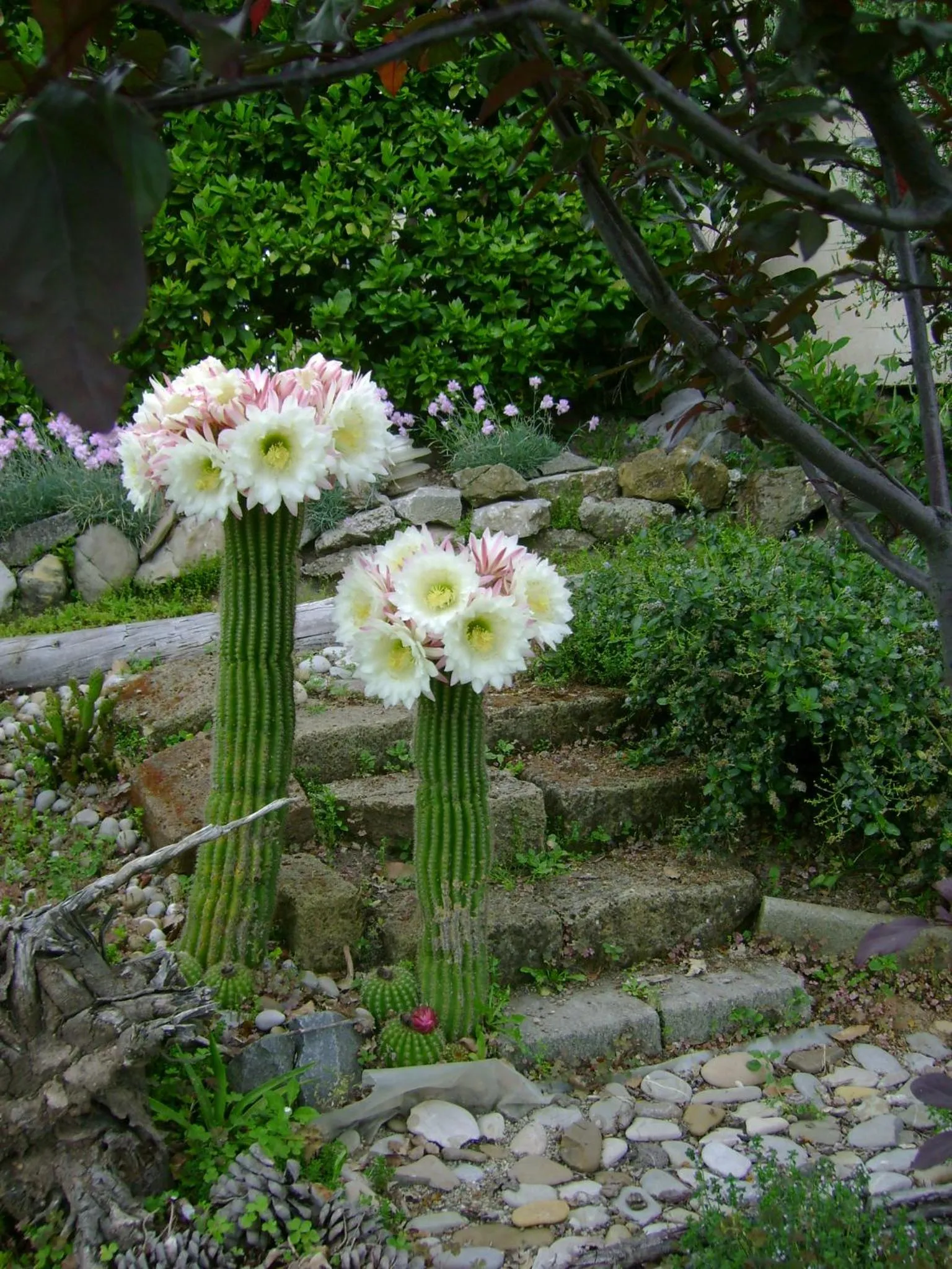 Garden in La Paloma B&B di Charme