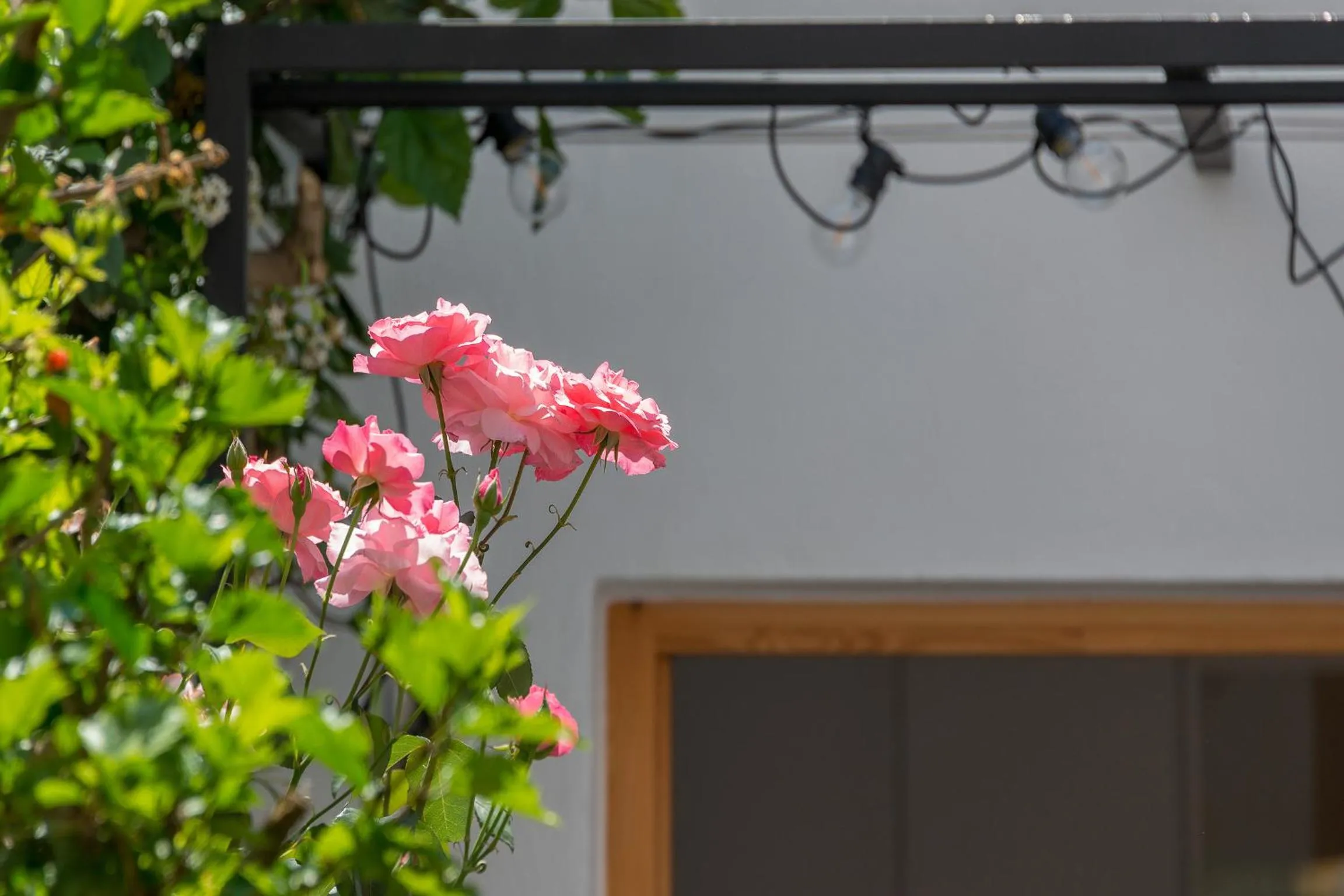 Garden in Sodium Boutique Hotel